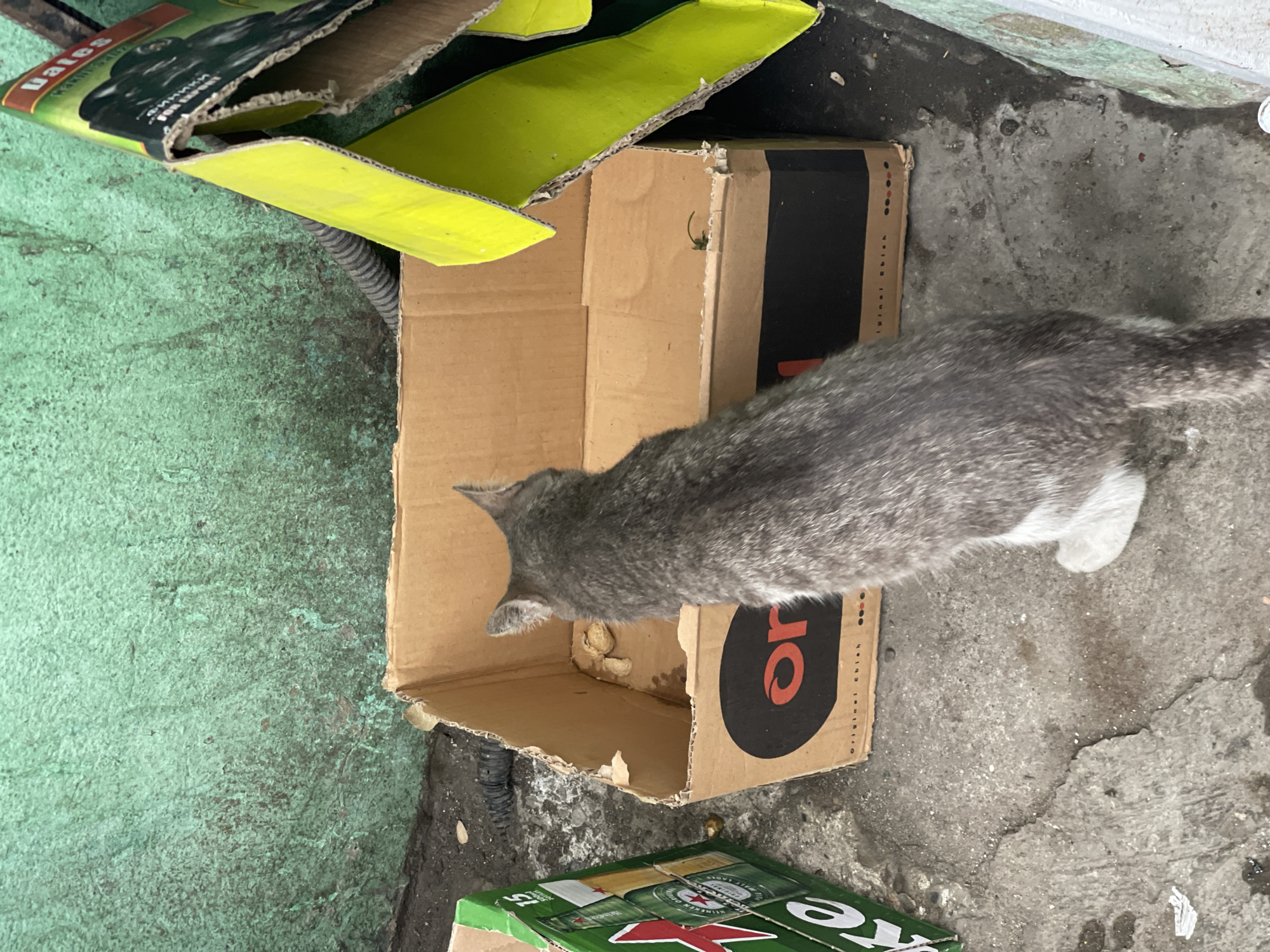 A gray and white cat is looking into an open cardboard box, its head inside. The box is next to a green wall and a concrete surface. Adjacent to the box are discarded pieces of cardboard, including a Heineken box. The location is Tbilisi, Georgia.