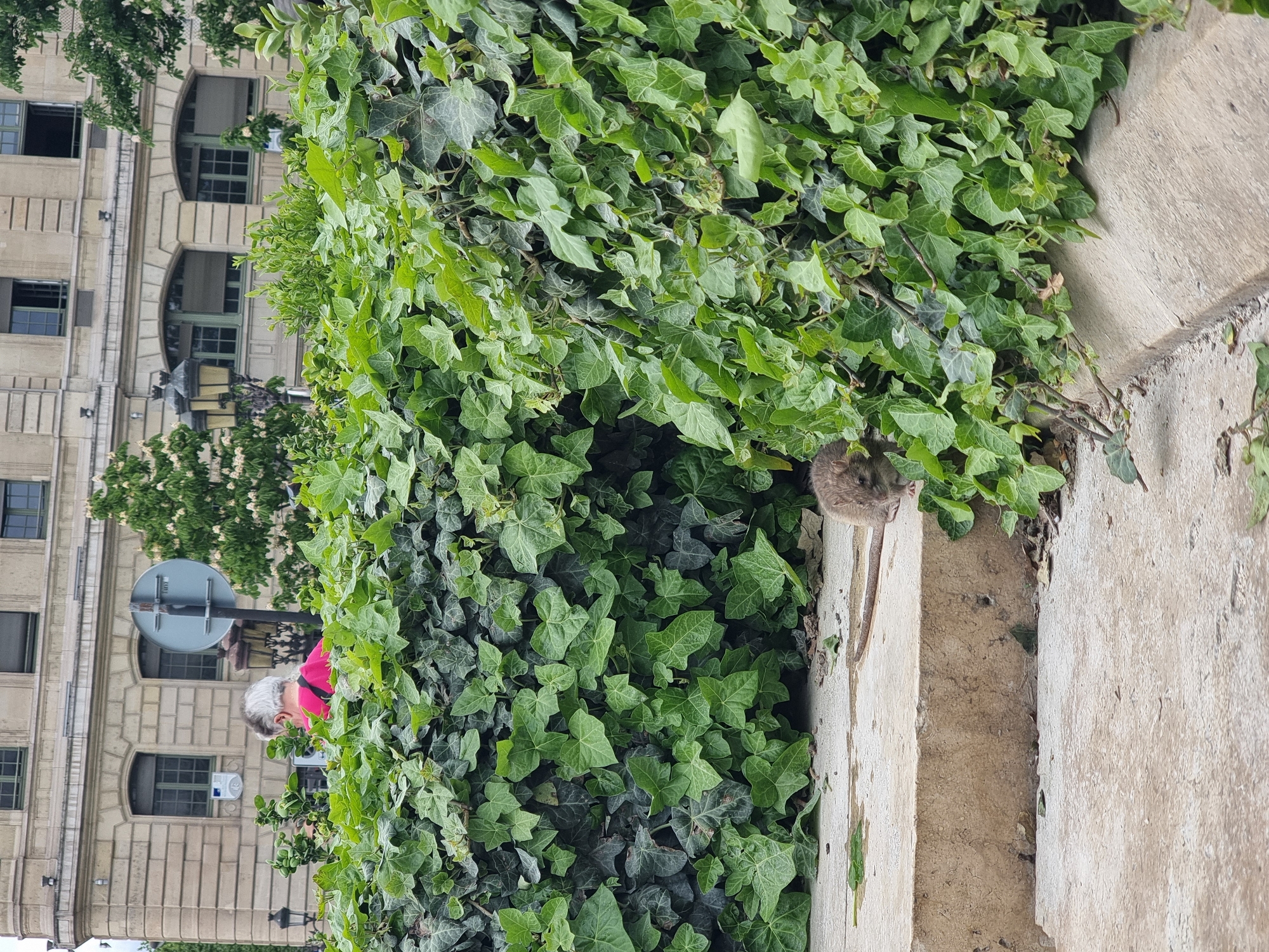 The image depicts a scene in Paris, France. A building with multiple floors and arched windows is visible in the background, partially obscured by trees and ivy. In the foreground, lush green ivy covers a wall or structure. A small rodent, likely a rat or mouse, is perched on a concrete ledge adjacent to the ivy. A person wearing a pink shirt is partially visible behind the ivy. A traffic sign is seen behind the person, indicating a street or pedestrian area. The overall environment suggests a park or garden setting within the city.