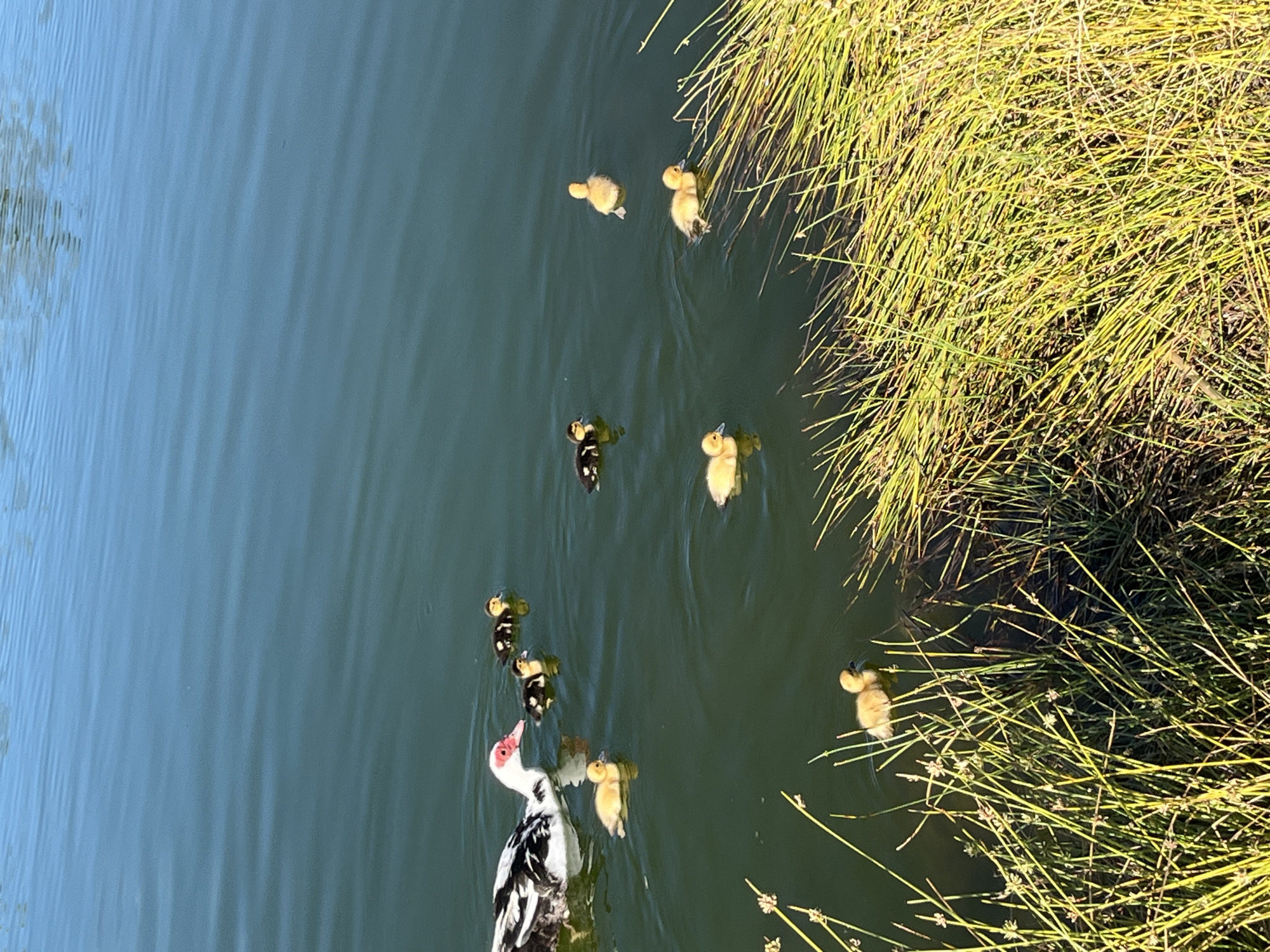 The image depicts a body of water, possibly a pond or lake, bordered by green vegetation, likely grass or reeds. A white and black duck, potentially a Muscovy duck, swims in the water accompanied by several ducklings. The ducklings are various shades of yellow and black. The water is blue-green in color, reflecting the sky and surrounding environment. The overall scene appears to be in a natural or park-like setting. This could be within San Bartolomé de Tirajana, Spain, where natural ponds or parks could exist.