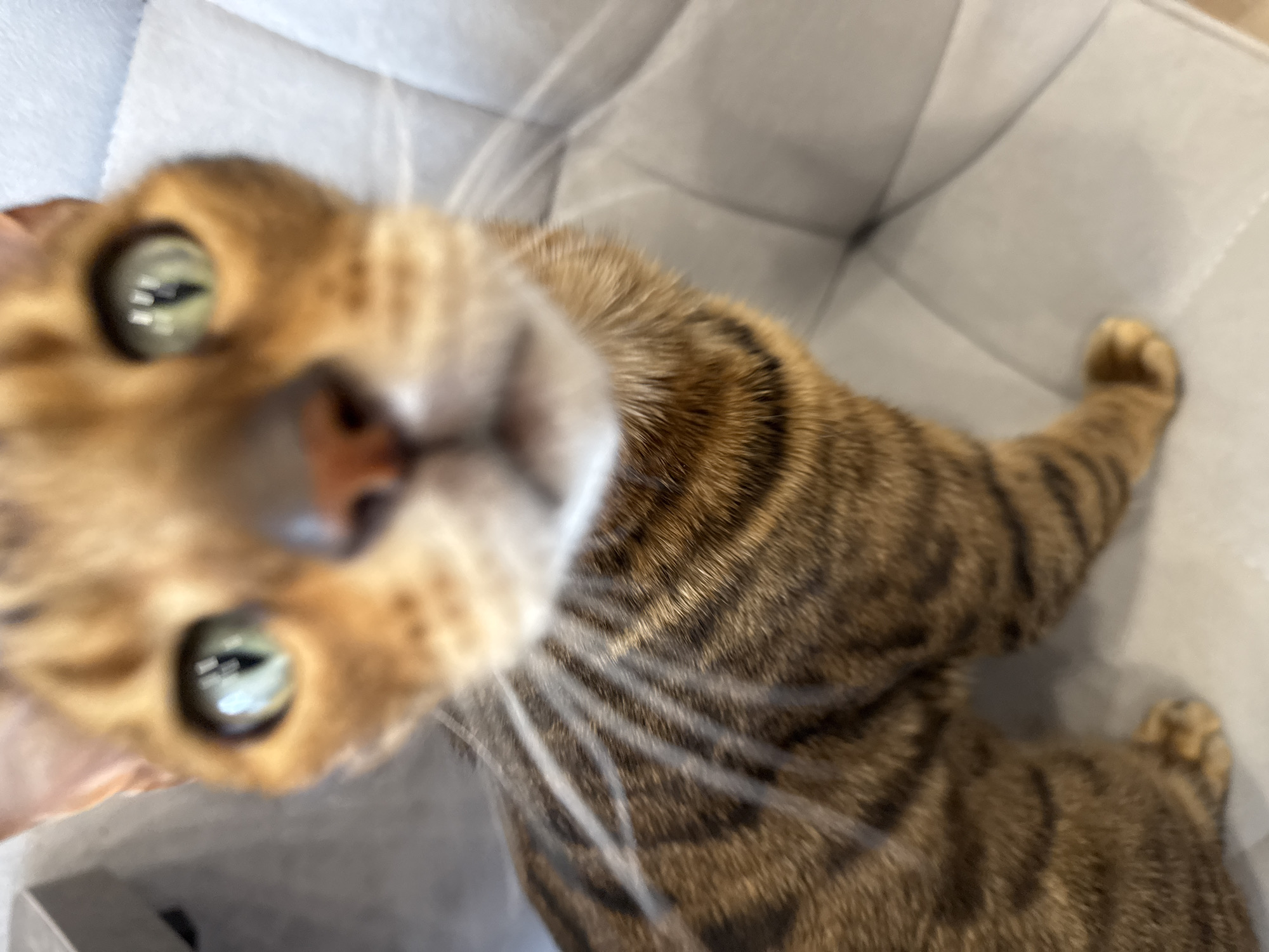 A close-up, slightly out-of-focus image shows a brown tabby cat with green eyes and a pink nose. The cat is lying on a gray, cushioned surface. The location is Unknown, Unknown.
