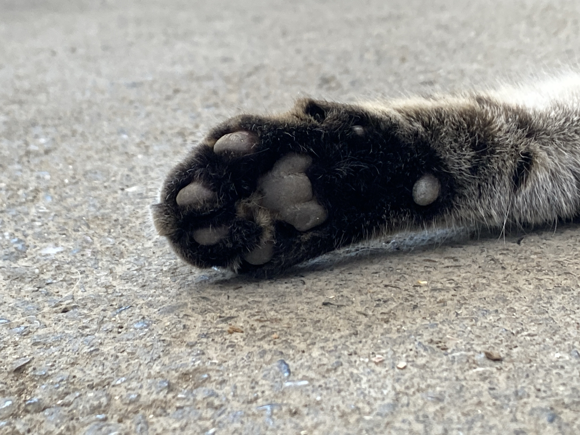 The image shows a close-up view of a cat's paw resting on a gray, textured surface that appears to be concrete or asphalt. The paw is dark brown and black, with visible toe beans. The fur around the paw is also dark brown and gray. The background is out of focus and shows more of the same textured surface. There are no people or other animals visible in the image. The scene is outdoors, likely in an urban or suburban environment, given the concrete surface. There is no specific information that would allow for the identification of the location within Maykop, Russia.
