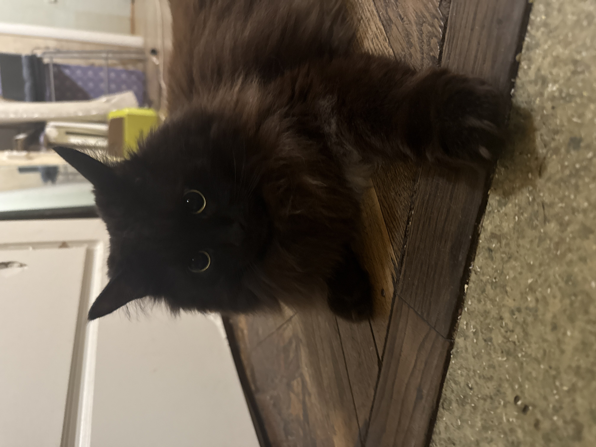A long-haired, dark brown or black cat is the central subject of this image. The cat is captured in a close-up, lying on its stomach on a dark wooden floor, with its head turned directly towards the camera. Its large, wide-open eyes, which appear amber or green due to reflections, are fixed on the viewer, conveying a sense of curiosity and alertness. The cat's thick, shaggy fur is visible across its body.
The setting appears to be indoors, likely a home, with a clear distinction between the dark wooden floorboards where the cat is resting and a lighter, possibly carpeted or concrete floor/rug visible on the right side of the frame. In the background, out of focus, are various household items, including what looks like a white door or wall, a bright yellow container or object, and a metal rack or shelf. The lighting is artificial or indoor.
The image itself is rotated 90 degrees clockwise, making the wooden floor appear vertical on the right and the cat's head facing left. There are no people visible, and no discernible text or specific location cues to suggest Saint Petersburg, Russia. The time of day and weather cannot be determined from the indoor scene.