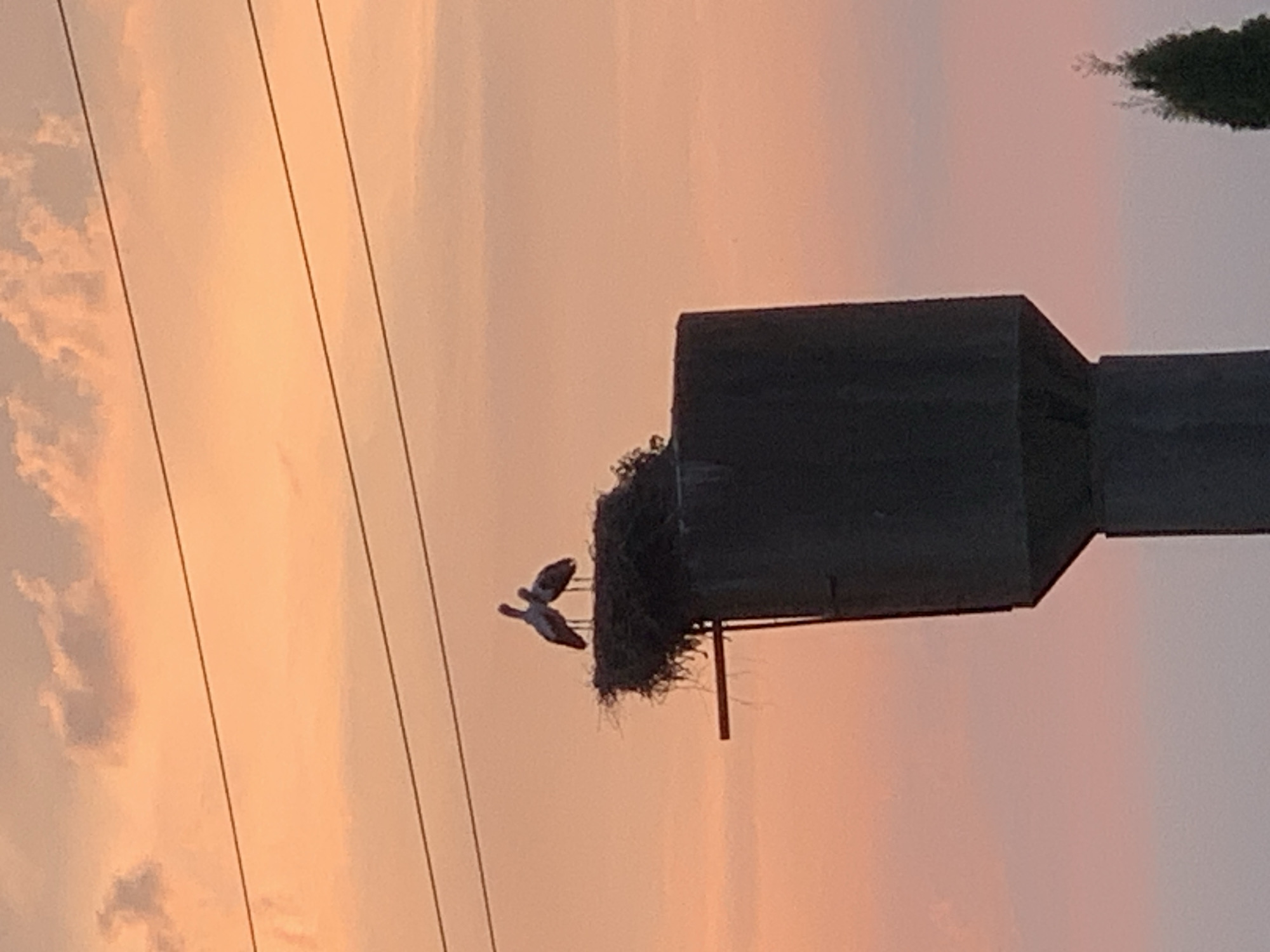 Two storks stand in their nest atop a tall, dark, cylindrical structure, likely a water tower, against a backdrop of an orange and pink sunset sky. The storks are silhouetted against the sky, with their beaks pointing slightly upwards. Three dark power lines stretch horizontally across the upper portion of the image. The nest is made of twigs and appears to be quite large. A small branch or support structure extends from the right side of the tower. In the far lower right corner, a small, dark green evergreen tree is partially visible. The overall scene is tranquil and captures a moment of nature against an urban or semi-urban man-made structure.