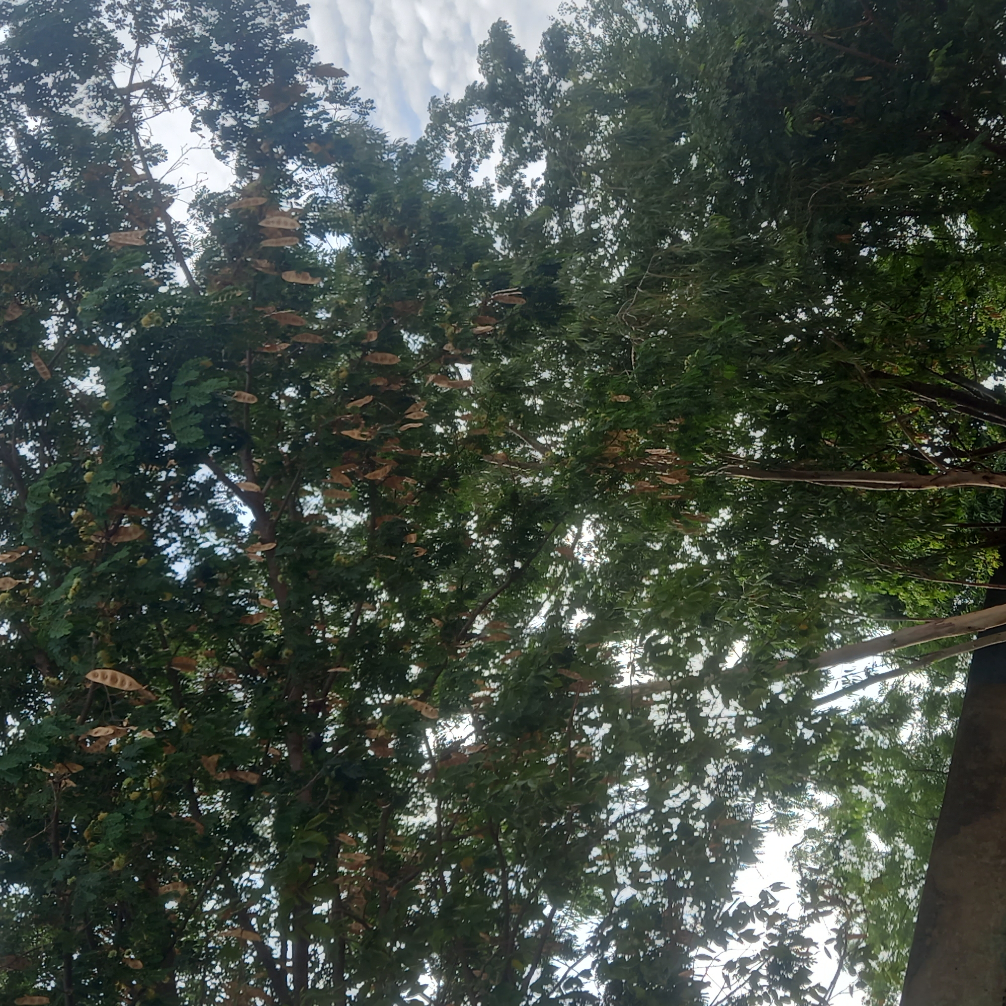 The image is a low-angle shot looking up into the canopy of trees, possibly located in Dadi Riba, Nigeria. The leaves are predominantly green with some brown seed pods hanging. The sky is visible through the branches, with white clouds. A portion of a grey, concrete structure or large tree is seen on the right edge of the image.