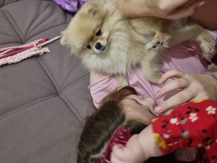 A tan Pomeranian sits on a person wearing a pink shirt. Another person, wearing a red floral-patterned shirt, is beneath them. The background is a gray, quilted sofa. A handmade knit item rests on the sofa next to the dog.