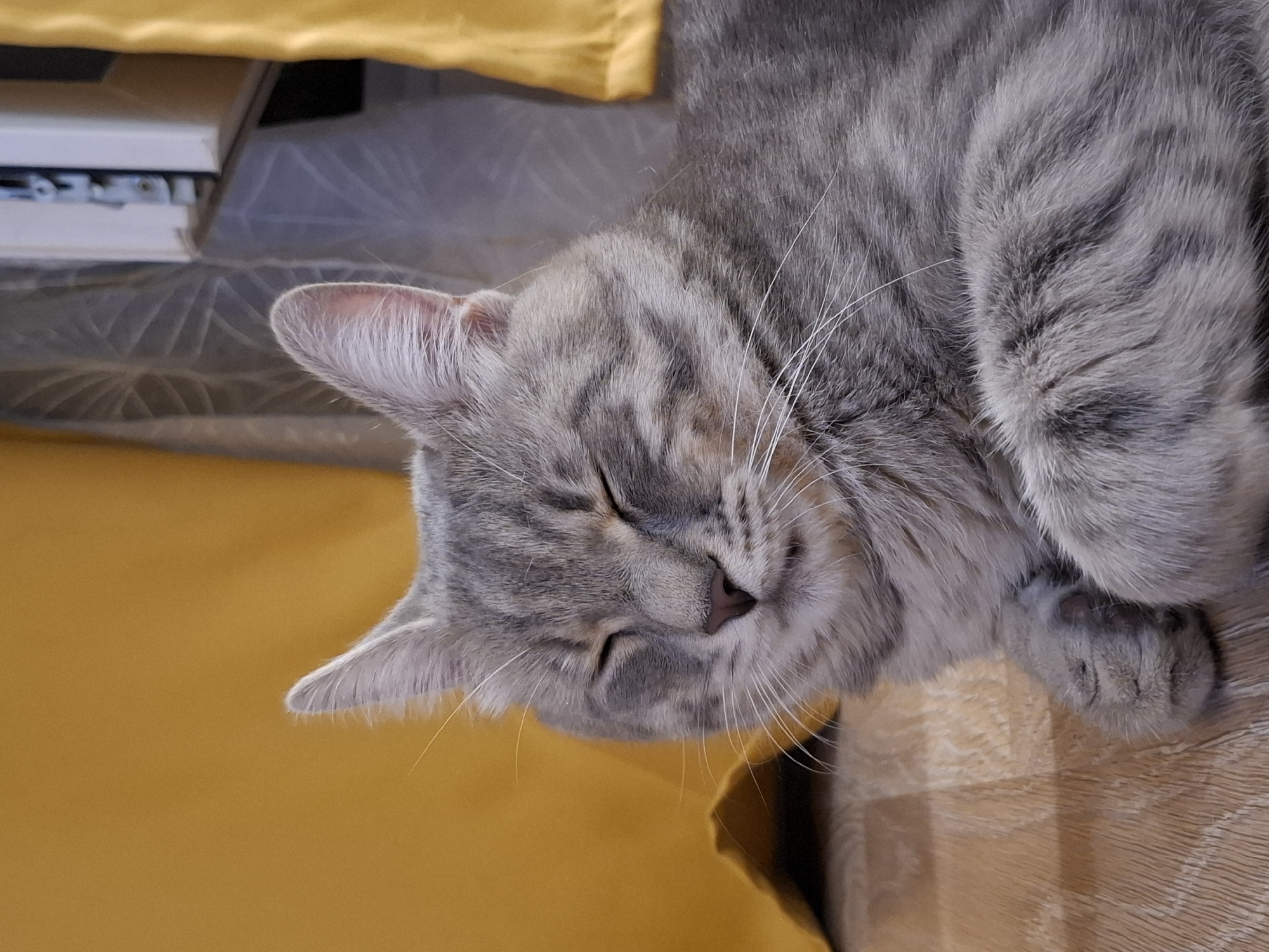 A grey tabby cat is lying on a wooden floor with its eyes closed. The cat is mostly in focus, with its fur detailed and its paws tucked neatly beneath its chest. Behind the cat, yellow and grey curtains are visible, along with a portion of a bookshelf. The lighting suggests an indoor setting, likely a room in a residence or a public space. No specific landmarks or recognizable features indicate a particular location within Zemun Urban Municipality, Serbia. The scene is static and peaceful, with no apparent activity or interaction.