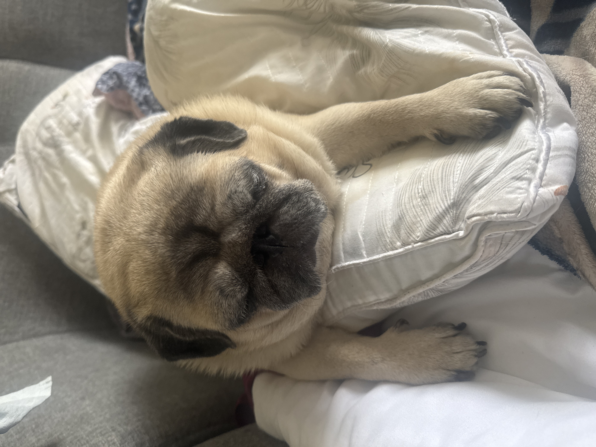 The image shows a pug dog sleeping on a pile of blankets and pillows, which are on a couch. The pug has light brown fur with black markings on its face and ears. Its eyes are closed, and its head is resting on a pillow. The background is blurred, but it appears to be an indoor setting. There is no indication of the location being in Bishkek City, Kyrgyzstan.
