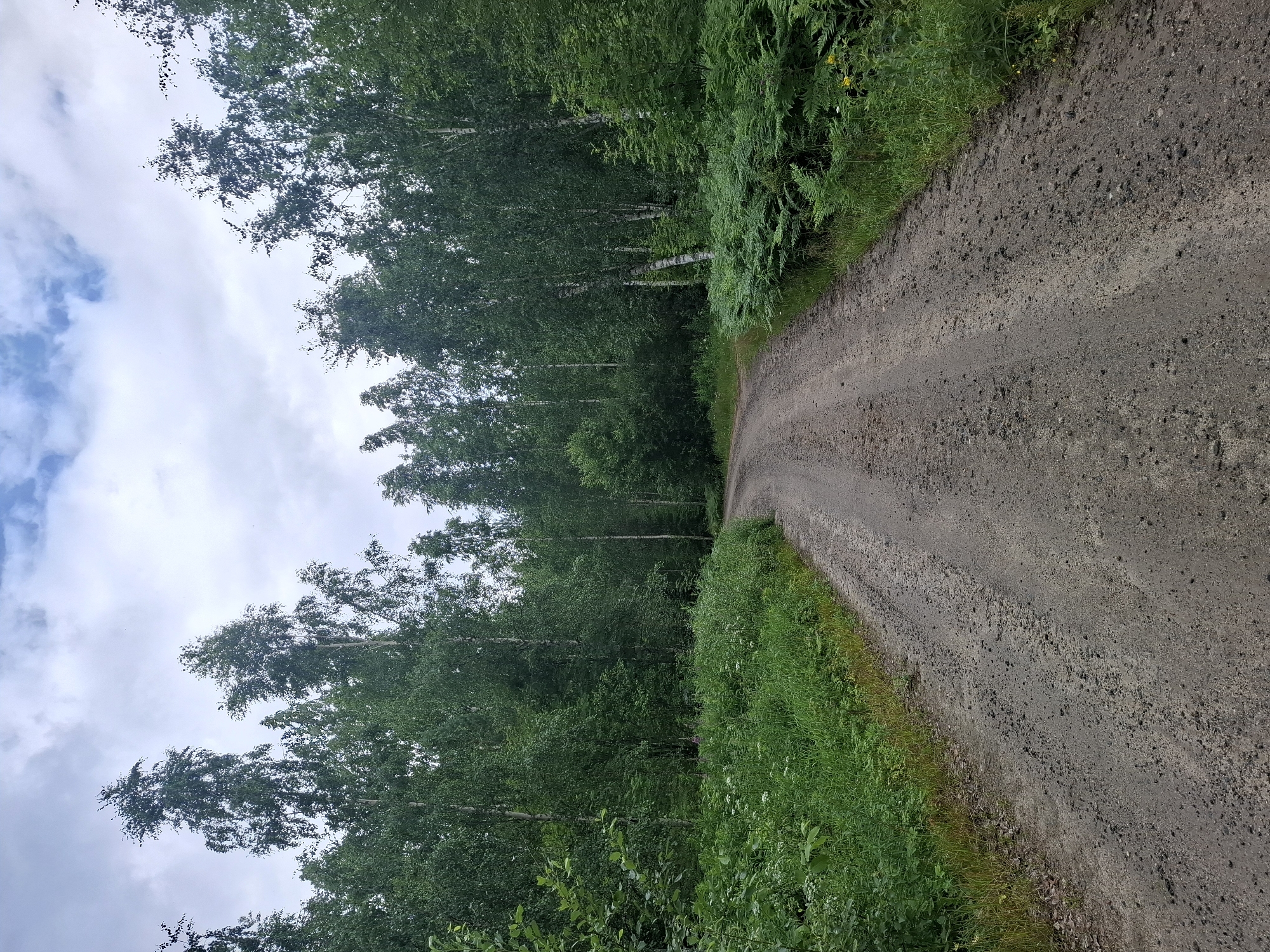 A dirt road curves through a dense forest in Mikkeli, Finland. The road is unpaved and appears to be made of gravel and dirt, with some loose stones visible. To the left of the road, tall green grass and wildflowers grow, with a thick stand of birch trees forming the forest canopy. To the right, ferns and more green foliage border the road, leading into the deeper woods. The sky is overcast with gray clouds, and the overall lighting suggests it is daytime. There are no people or animals visible in the image.