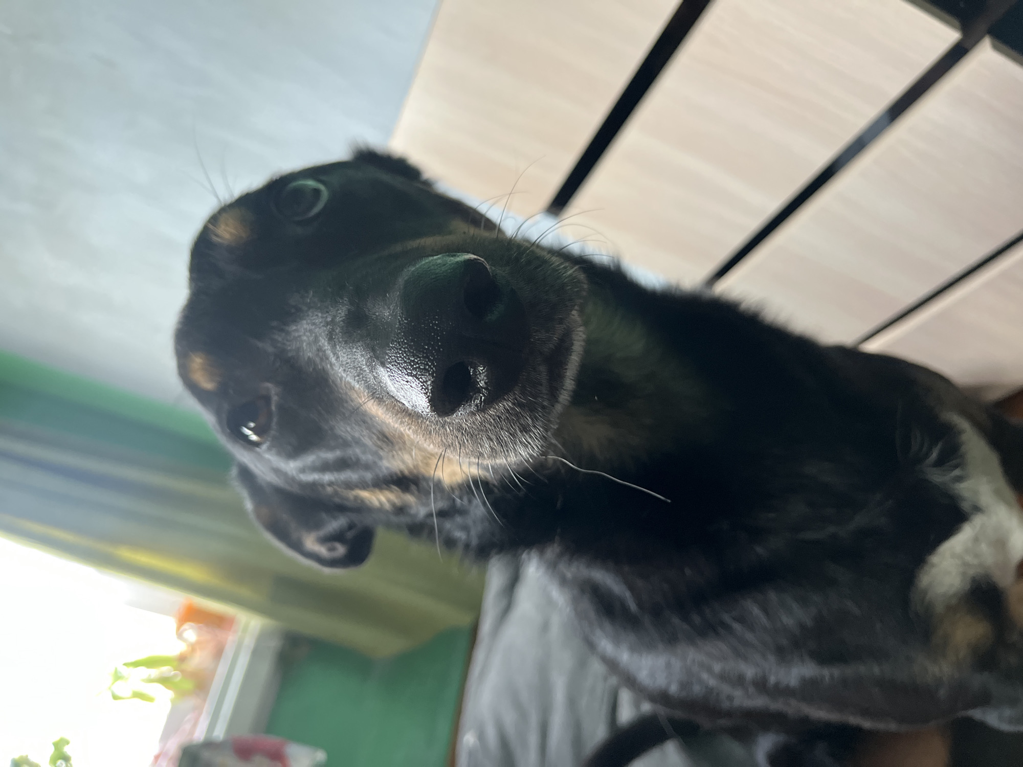 A close-up, eye-level, outdoor photograph shows a black and tan dog looking directly at the camera. The dog's snout is in sharp focus, with its wet nose and visible whiskers. The background is blurred, showing a green wall and window on the left, and a light-colored, slatted surface on the right. The overall lighting suggests it is daytime, possibly near a window. There is no specific indication of the city of Nizhny Tagil, Russia, within the image itself.