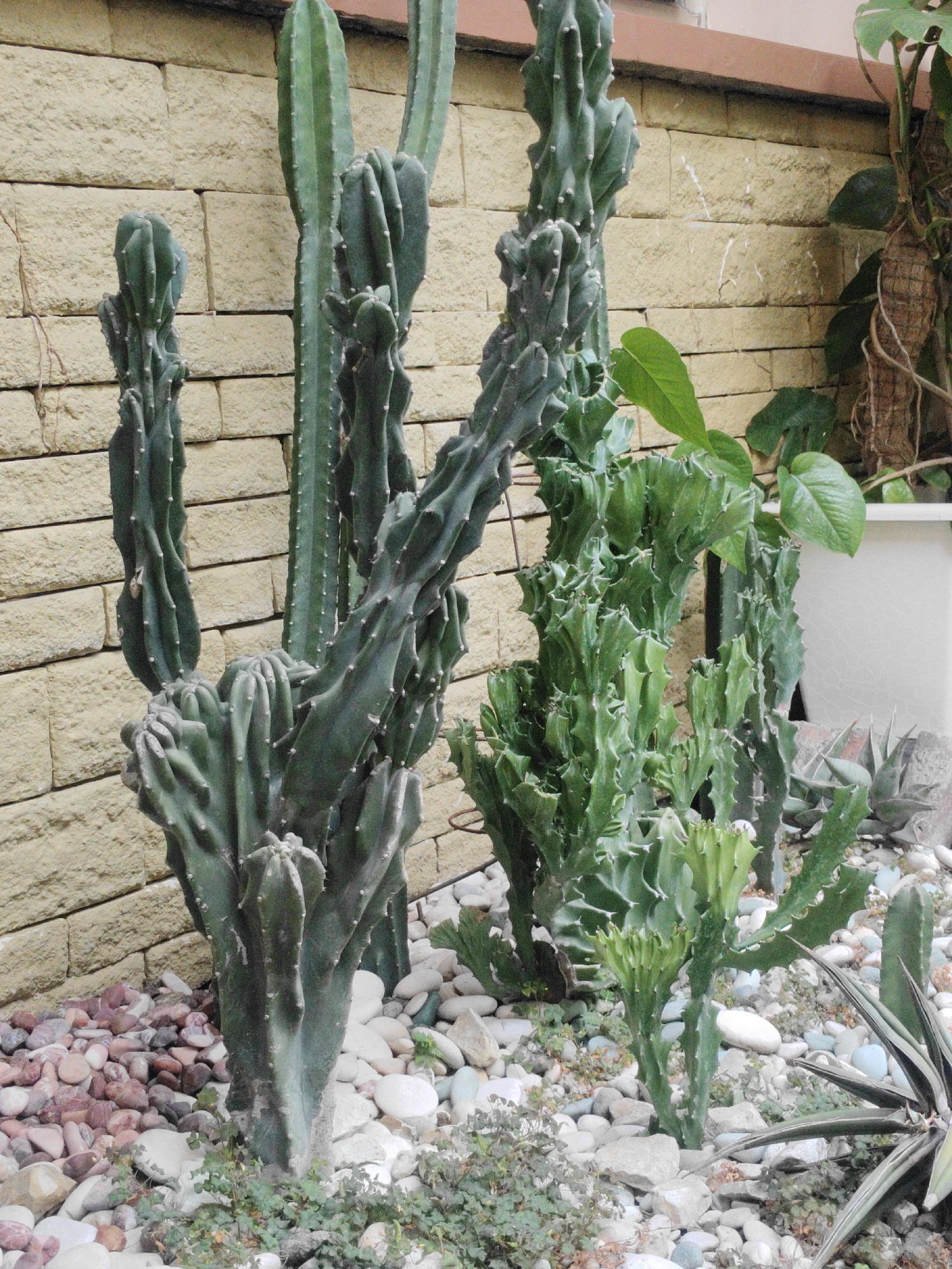 The image displays a collection of various cactus plants growing in a garden bed. The cacti are of different sizes and shapes, with some having a columnar form and others appearing more branched and irregular. They are planted in a bed of light-colored gravel and small rocks, with some patches of green ground cover visible. Behind the cacti, there is a wall constructed of light yellow brick. To the right of the cacti, there is a hint of a large potted plant with green leaves and a textured brown trunk, partially obscured by the cacti. The overall scene suggests an outdoor environment, possibly a garden or a courtyard, within a tropical or subtropical climate. The presence of a brick wall and the arrangement of plants point to a cultivated landscape. Without additional information or context, it is not possible to determine the specific location within Surabaya, Indonesia, beyond it being an outdoor garden setting.