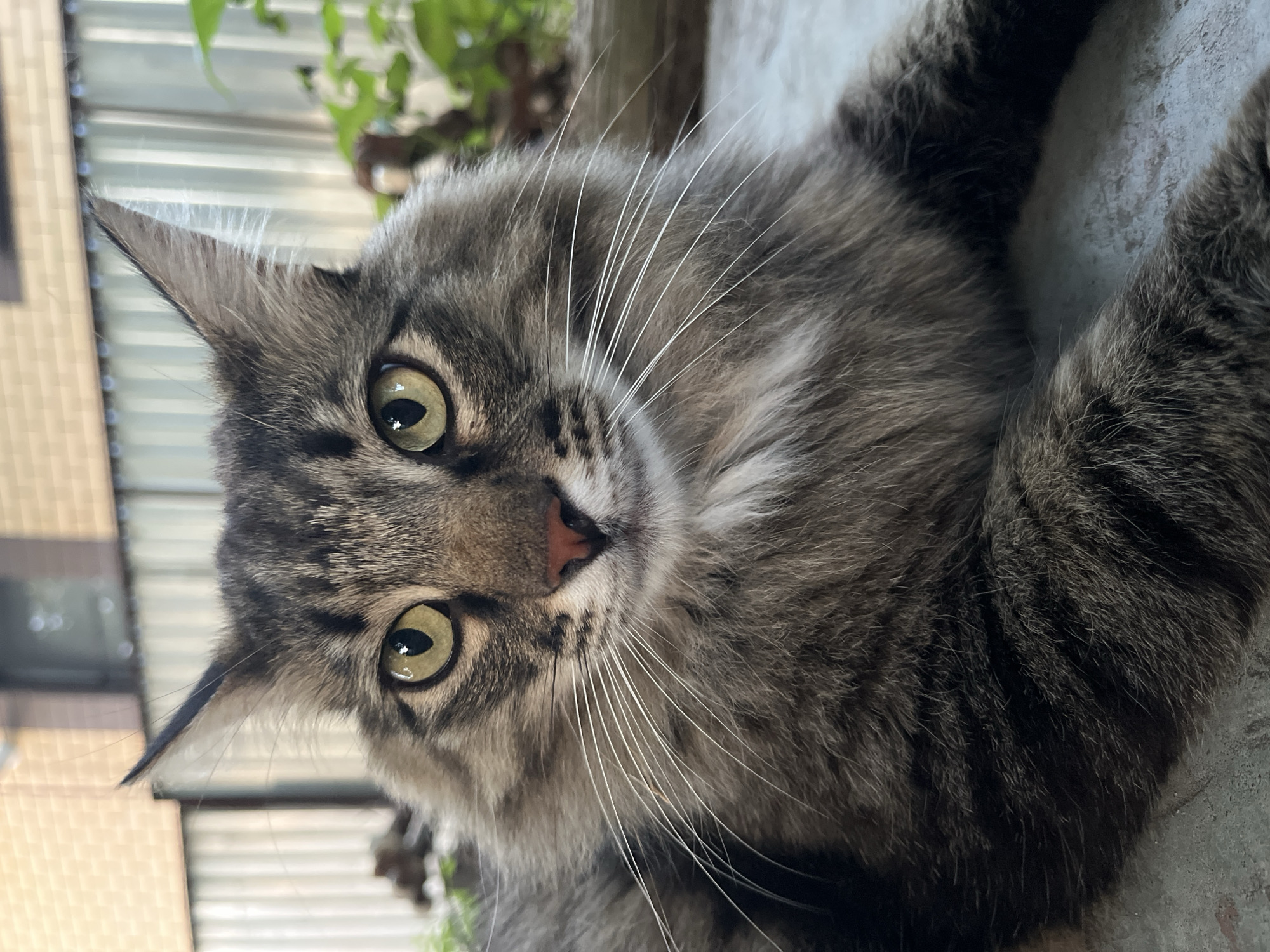 A close-up, eye-level shot captures a tabby cat with striking yellow-green eyes and long white whiskers. The cat's fur is a mix of grey, brown, and black tabby markings, with a white patch of fur on its chest. Its ears are pointed and alert. The background is softly blurred, showing a fence and some greenery, suggesting an outdoor setting. The cat appears to be lying down on a flat, gray surface, possibly concrete. There are no people present in the image. The image does not contain any elements that would indicate the specific location of Krasnyye Barrikady, Russia.