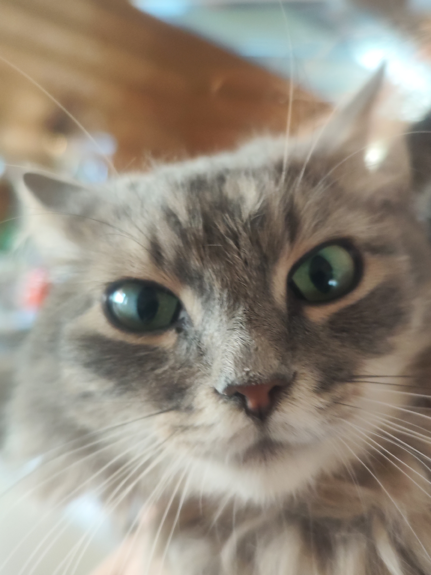 A close-up image shows the face of a gray tabby cat with green eyes. The cat is looking directly at the camera. The nose is pink, and the whiskers are white. The background is out of focus. There is no evidence of the location being Chaikovsky, Russia.