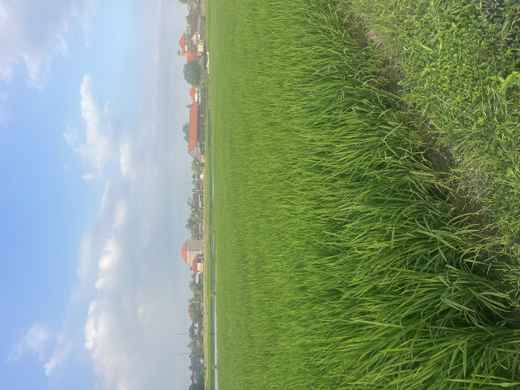 The image depicts a vibrant green rice field in the city of Kediri, Indonesia. The foreground is dominated by lush, tall rice stalks, indicating a mature crop. Beyond the field, a cluster of buildings with distinct red-tiled roofs are visible, suggesting a residential or agricultural complex. The sky above is a clear blue, dotted with fluffy white clouds. A small, dark object, possibly a bird, is visible high in the sky. The overall impression is one of a serene, rural landscape characteristic of Southeast Asia.