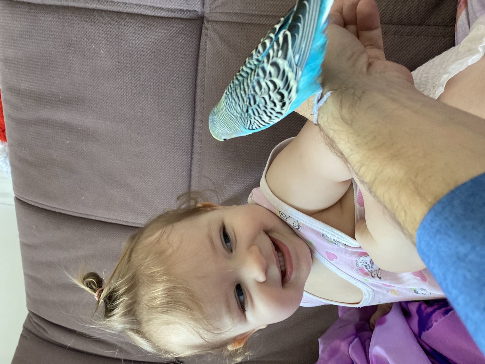 A child lies on a brown couch, with a blue and black parakeet perched on the child's upper chest/shoulder area. The child is fair-skinned with blue eyes and blonde hair, styled with a small ponytail on the top of their head. They are wearing a light pink tank top with white trim. The child is smiling, facing toward the camera. An adult arm and hand are visible, positioned near the child, but obscured. A blue sleeve of a shirt is visible on the right side of the frame. A purple blanket is partially visible below the child. The scene is indoors. The location appears to be a private residence.