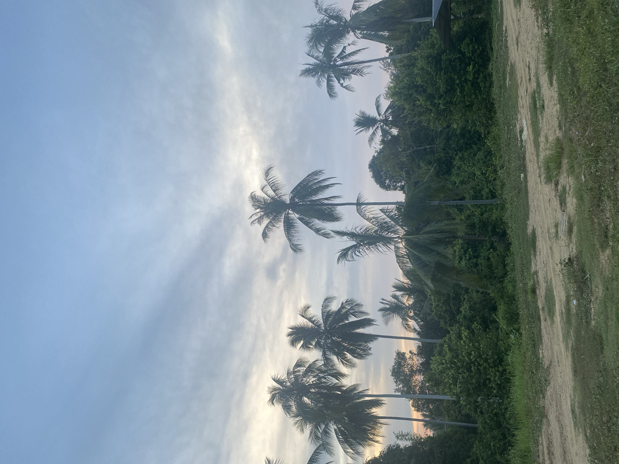 The image, presented in portrait orientation, captures a serene tropical landscape under a partially cloudy sky. The upper and central portions are filled with a light blue sky, adorned with scattered white and light grey clouds. Towards the lower right, the sky exhibits a brighter, warmer glow, suggesting either early morning sunrise or late afternoon sunset.
Numerous tall palm trees are prominent subjects, their dark silhouettes and distinctive fronds contrasting against the brighter sky. Their trunks extend downwards, some disappearing out of frame. Below and behind the palm trees, a dense expanse of lush green foliage and other trees forms a verdant backdrop, indicating rich vegetation.
Along the right side of the frame, a sandy or dirt path is visible, interspersed with patches of green grass and small plants. This ground area appears slightly uneven and natural.
No human activity or specific event is depicted, creating a peaceful and untouched atmosphere. The soft, ambient lighting points to either dawn or dusk. The abundant palm trees and dense greenery align well with the provided location context of Seuneubok Teungoh, Indonesia. There is no visible text in the image.