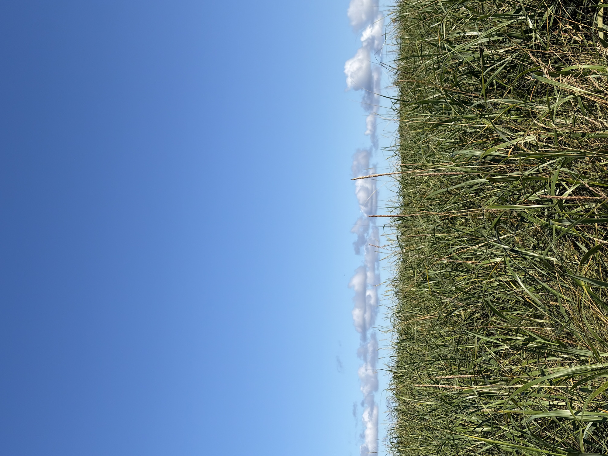 A vast field of tall green grass stretches across the lower half of the image, reaching towards a clear, vibrant blue sky. Scattered across the horizon line, where the grass meets the sky, are a few wispy white clouds. The foreground is dominated by the dense, green stalks of grass, with some dried stalks interspersed throughout. The overall impression is one of a natural, open landscape under a bright sky. The image was captured in Ozerskoe, Russia.