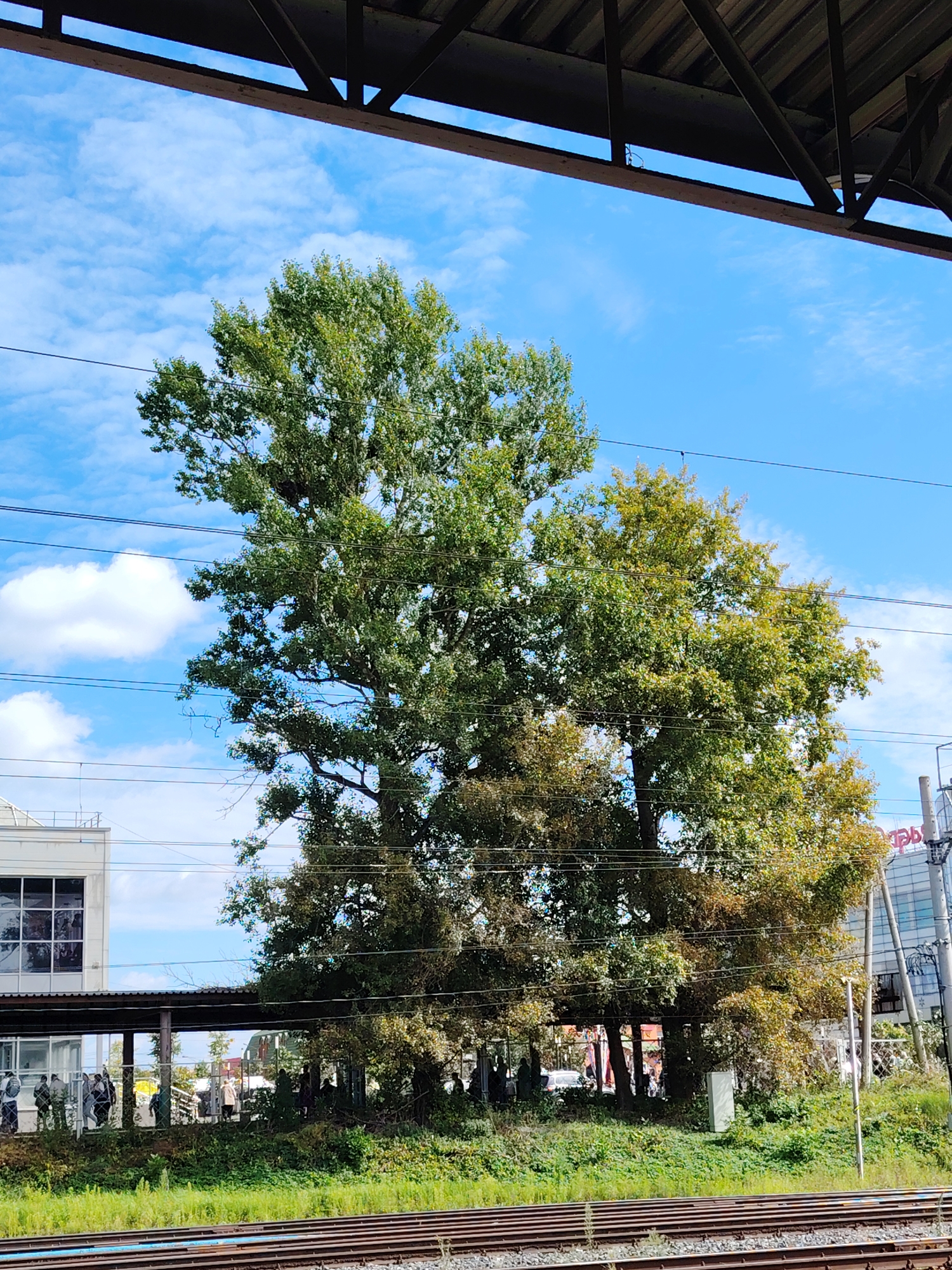 The image captures a view of a train station in Klin, Russia, under a bright blue sky with scattered white clouds. In the foreground, train tracks run horizontally. Behind the tracks, a dense green bush and grass area is visible. Dominating the mid-ground are two large trees, one with predominantly green foliage and the other with a mix of green and yellow leaves, suggesting the onset of autumn. Beneath the trees, a covered walkway with supporting posts is present, and a chain-link fence separates it from the grassy area. Several people, appearing as silhouettes due to the distance and lighting, are visible standing under or near the walkway, some walking and some stationary. To the left, a modern building with large windows and a light-colored facade is partially visible, featuring a raised platform and railing. To the right, another building with glass windows and some signage is seen. Overhead, the underside of a station roof structure, made of dark metal beams and corrugated material, frames the upper portion of the image. Power lines are strung across the scene, passing in front of the trees and buildings.