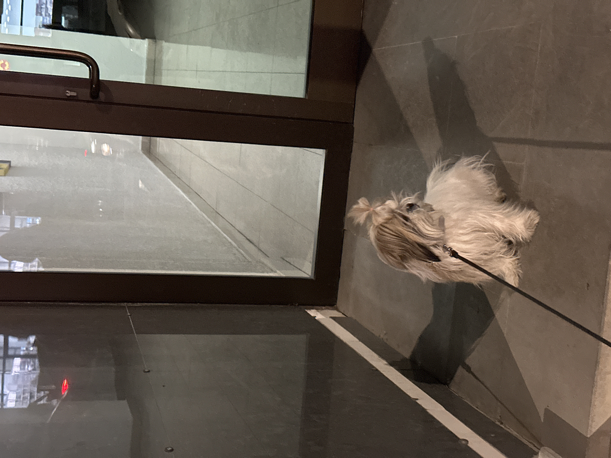 The image shows a small, fluffy dog with light-colored fur, likely a Shih Tzu, standing or sitting patiently on a leash next to a glass door. The dog's fur is pulled up into a distinctive top-knot, and its head is slightly turned away, looking towards something beyond the glass. A dark leash extends from its collar towards the right side of the frame, out of view. The dog casts a long shadow on the dark, possibly tiled or concrete, floor.
The setting appears to be an indoor space, perhaps a lobby or entrance area of a building in Tbilisi, Georgia. A substantial glass door with a dark brown metal frame and a matching handle dominates the left side of the composition. Reflections in the glass are prominent, showing indistinct shapes, light sources, and possibly parts of the interior environment. One reflection shows a reddish light source. The overall lighting is dim, suggesting either an evening or nighttime scene, or a moodily lit interior space. No human subjects are visible, but the presence of the leash implies an owner is nearby. There is no discernible text or branding visible in the image.