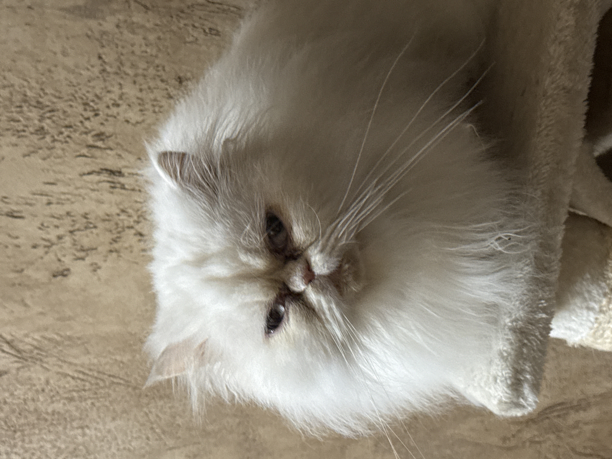 A close-up, angled shot shows a white Persian cat lying down. The cat's face is prominent, with its eyes open and focused off-camera. The cat's long whiskers are clearly visible. The cat is lying on a surface with a mottled beige or light brown texture. Part of what appears to be a cat tower covered in similar textured material is visible. The location, Burgas, Bulgaria, cannot be confirmed by the provided image.