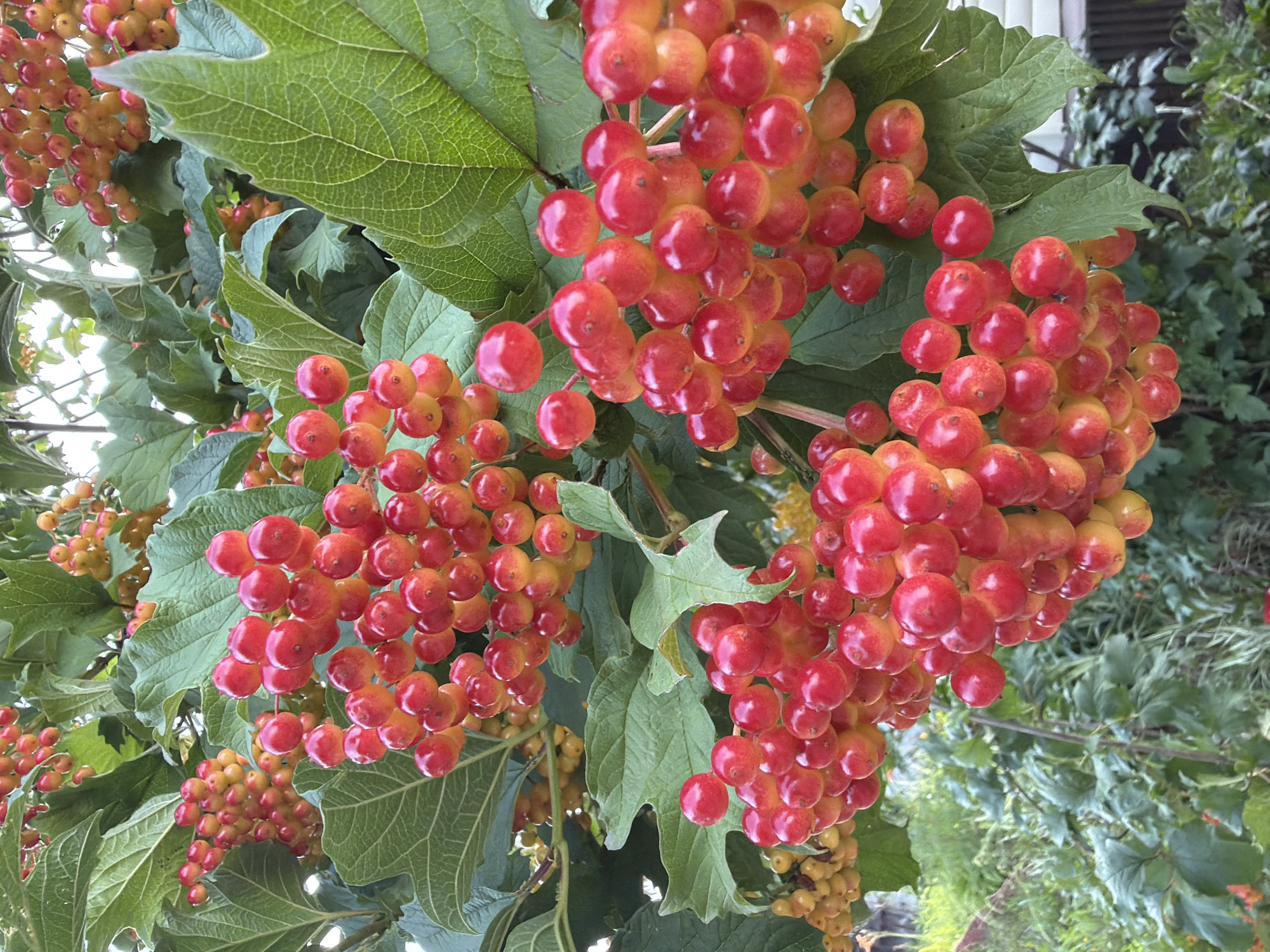 The image shows a close-up view of clusters of bright red and yellow berries hanging from a bush with large, green leaves. The berries are round and appear to be ripe. The bush is growing outdoors, with other greenery visible in the background, suggesting a garden or natural setting. The lighting indicates it is daytime. There are no people or animals present in the image. The scene is not specifically identifiable as being in the city of Petukhi, Russia, as there are no distinguishing landmarks or signs.