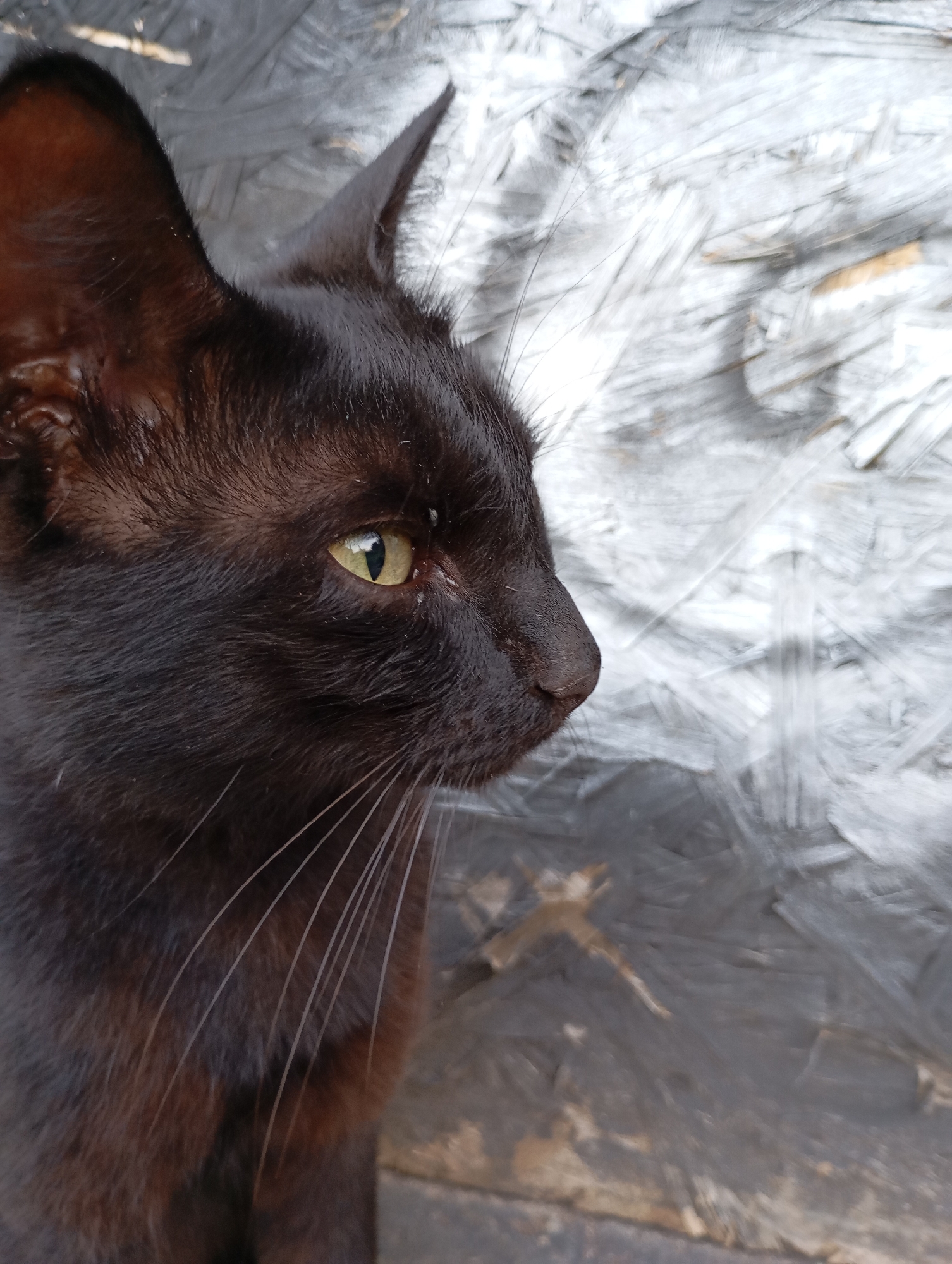 A black cat with yellow eyes is pictured in profile, looking to the right. The cat's head and a portion of its body are visible. The background consists of a textured surface with a gray and white pattern, appearing to be wood or a similar material. The scene does not provide any specific indicators of its location within the city of Фоки, Russia.