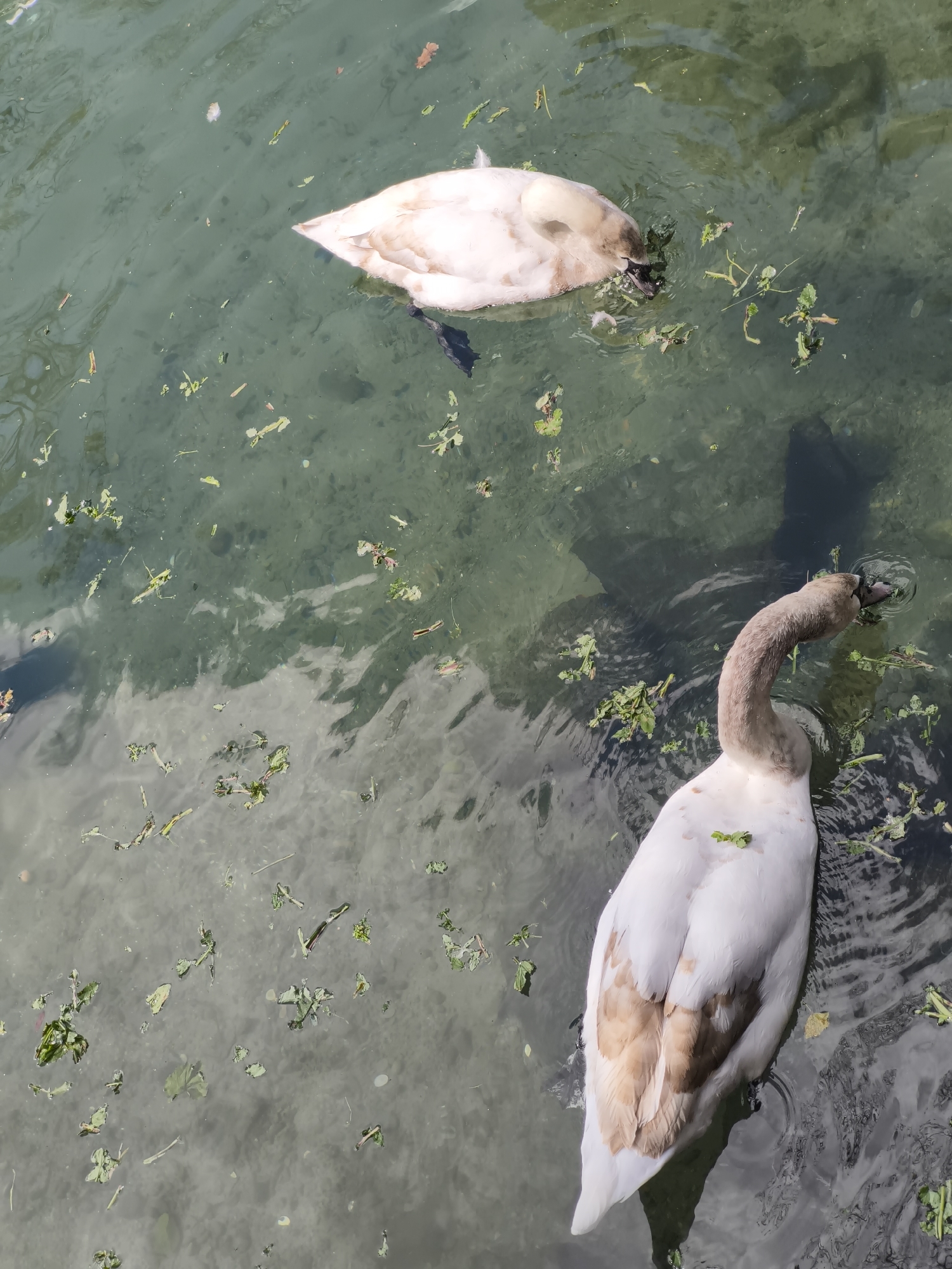Two immature swans are in the water of a pond or lake. The water is green-tinged and contains debris such as leaves and algae. The swans are white with brownish patches. One swan is diving with its head and neck submerged in the water. The location is Алупкинский городской совет, Ukraine.