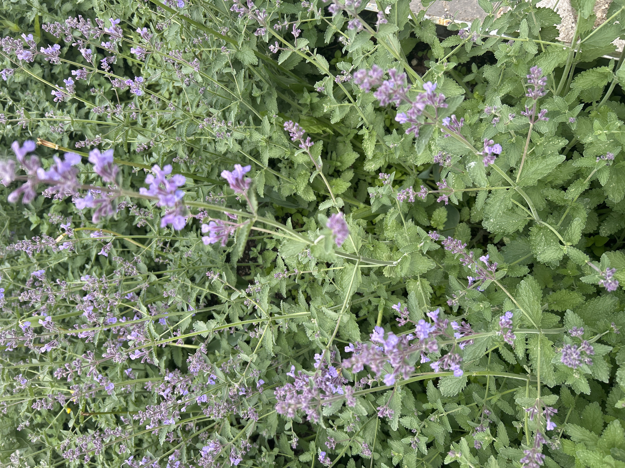 A dense patch of catmint (Nepeta) flourishes, its pale green leaves and delicate lavender flowers filling the frame. The leaves are textured with prominent veins and serrated edges. Multiple flower stalks rise above the foliage, adorned with clusters of tiny, tubular blossoms. The image conveys a sense of wild growth and natural beauty, characteristic of urban gardens or spontaneous vegetation in Moscow, Russia. The absence of any human presence or identifiable landmarks suggests a focus on the plant life itself.