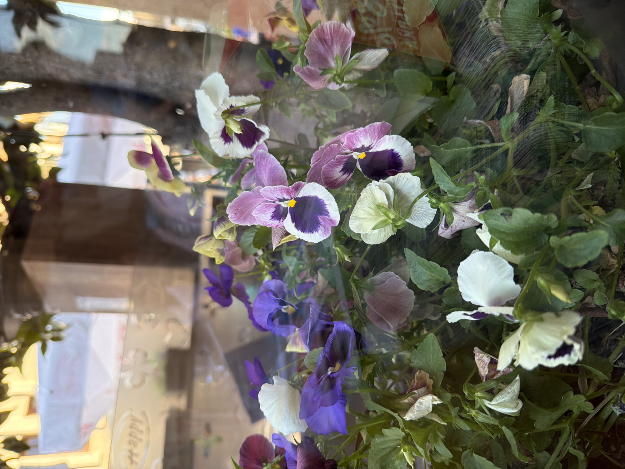 A close-up, slightly blurred, vertical, eye-level outdoor shot captures a planter filled with various colored pansies. The flowers are in bloom, displaying shades of purple, white, and pale pink. Some flowers are in sharp focus, while others are softer, suggesting a shallow depth of field. The planter is positioned in front of a window, as indicated by reflections on the glass, which obscure parts of the background. The reflections show a blurred interior scene with yellow and white lights and possibly some objects on a shelf. A tree trunk is visible in the background, reflected in the glass. The overall impression is that of a decorative floral display, possibly in a shop window or on a street-side cafe in Burgas, Bulgaria, given the context. The image is taken during daylight hours, with natural light illuminating the scene.