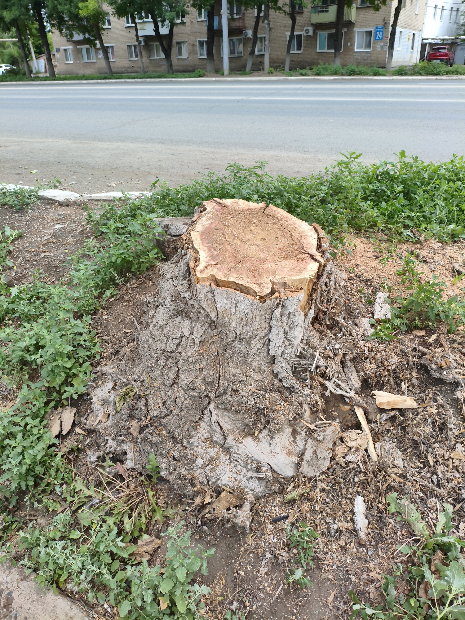 A tree stump with exposed, freshly cut wood is visible in the foreground. The stump is surrounded by green foliage and dry debris. In the background, a street separates the foreground from a multi-story brick building. A red car is parked in front of the building. The building has windows and balconies and a blue sign with the number "24" is affixed to its facade. The overall scene appears to be an urban environment in Orenburg, Russia, likely a residential area adjacent to a road.