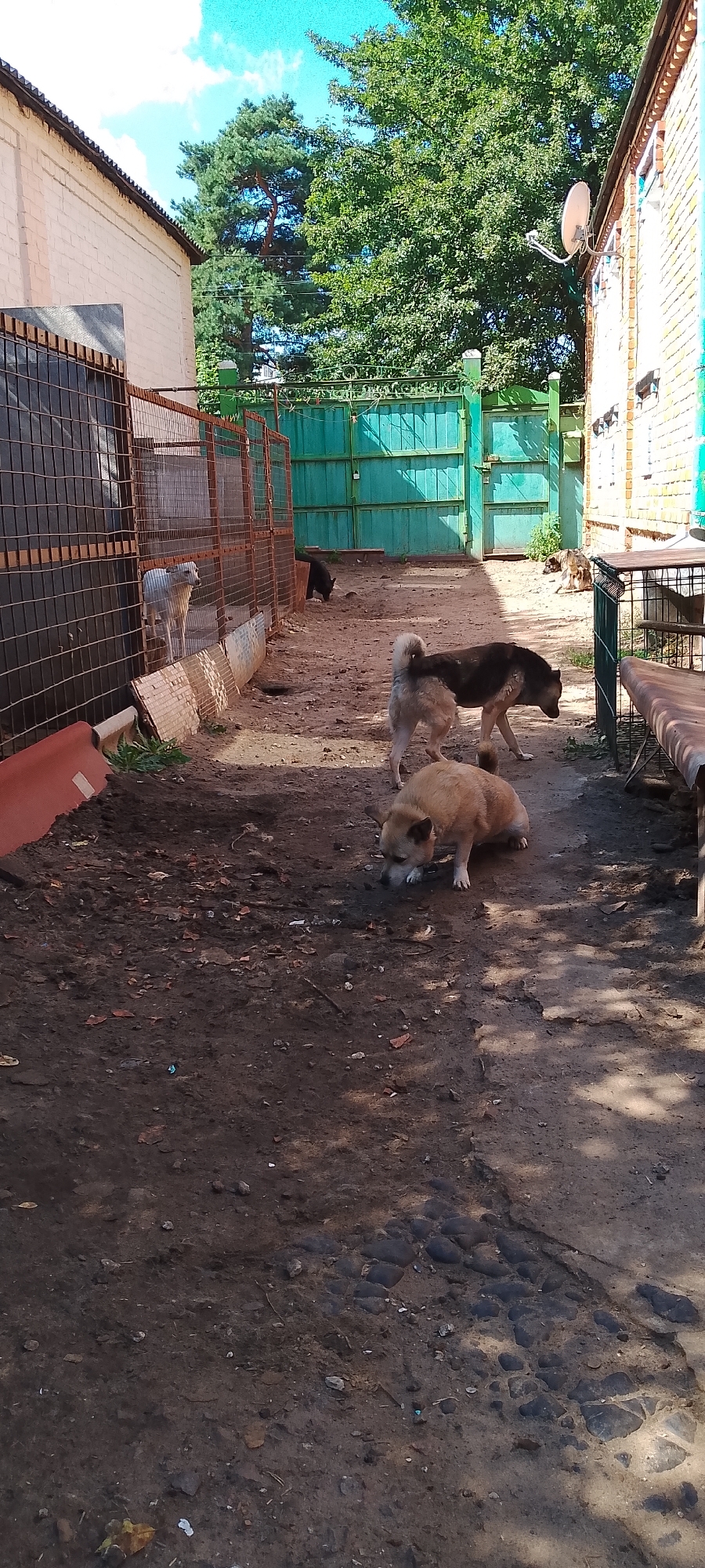 The image depicts an outdoor scene, likely in Belgorod, Russia, featuring several dogs in what appears to be a dog shelter or yard. The environment is dusty and unpaved, with patches of dirt and scattered debris. A light-colored brick building is visible on the right, and a pale pink brick building is on the left, both with tiled roofs. A green metal fence and gate system divides the area, with a chain-link fence enclosure also present.
In the foreground, a light brown dog is sniffing the ground. Behind it, a larger dog with a light grey and black coat stands, facing away from the camera. Further back, another dog with a dark brown coat is lying down. In the enclosure on the left, a white dog stands looking out. There are no humans visible in the image. The overall atmosphere suggests a utilitarian, outdoor animal holding area.