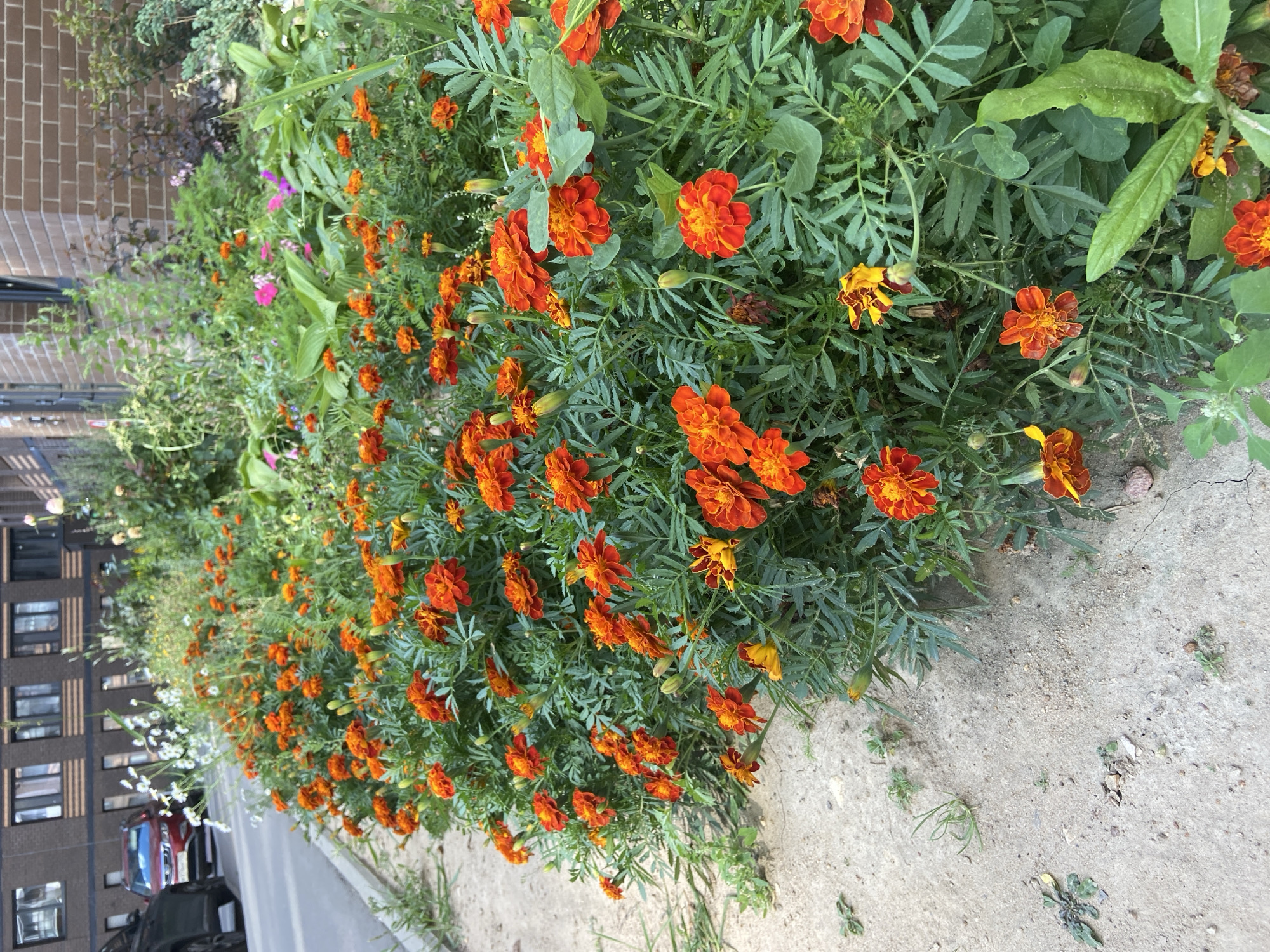 A close-up, eye-level shot shows a dense bed of bright orange marigolds bordering a dirt path. The flowers are in full bloom, with some showing hints of yellow and red. The background is blurred, but a red car parked on a street and a multi-story brick building suggest an urban setting. The location is Balashikha, Russia.