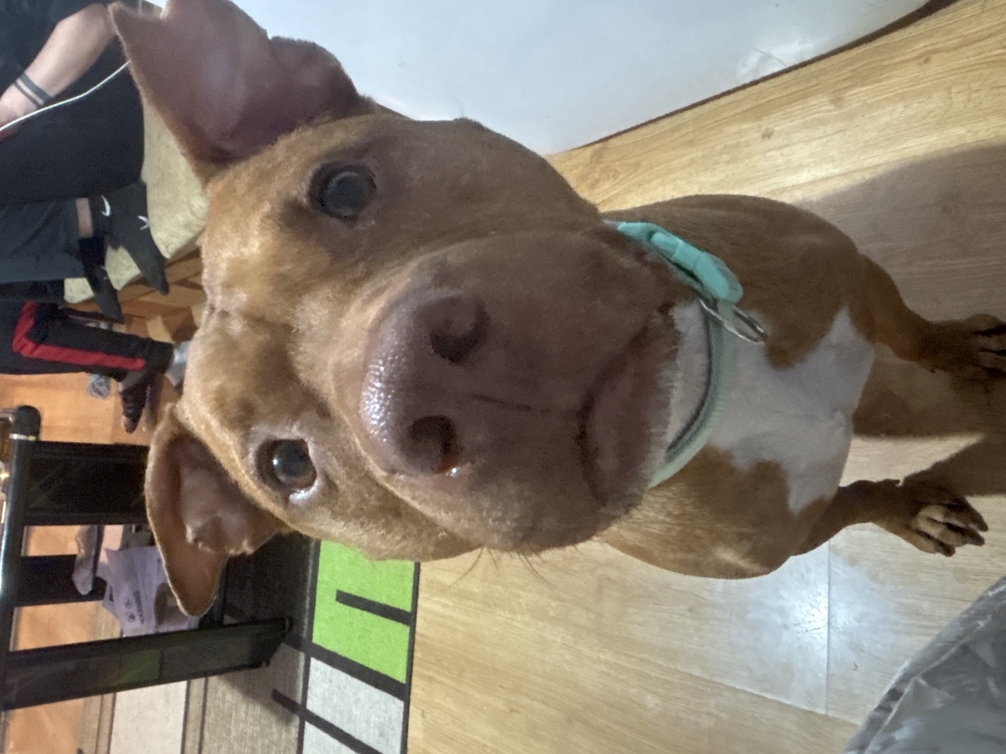 A close-up, high-angle photograph shows a light-brown dog with a large nose and floppy ears looking directly into the camera. The dog is wearing a light-blue collar. A person wearing black pants and black and white socks is partially visible in the upper-left corner. A black metal structure is visible in the lower-left corner, next to a rug with black, white, and green stripes. The floor appears to be made of light-colored wood planks. Based on the architectural and decorative elements, the photo appears to have been taken indoors in a private residence. There is no information in the image to suggest a specific location, such as the city of Sofia, Bulgaria.