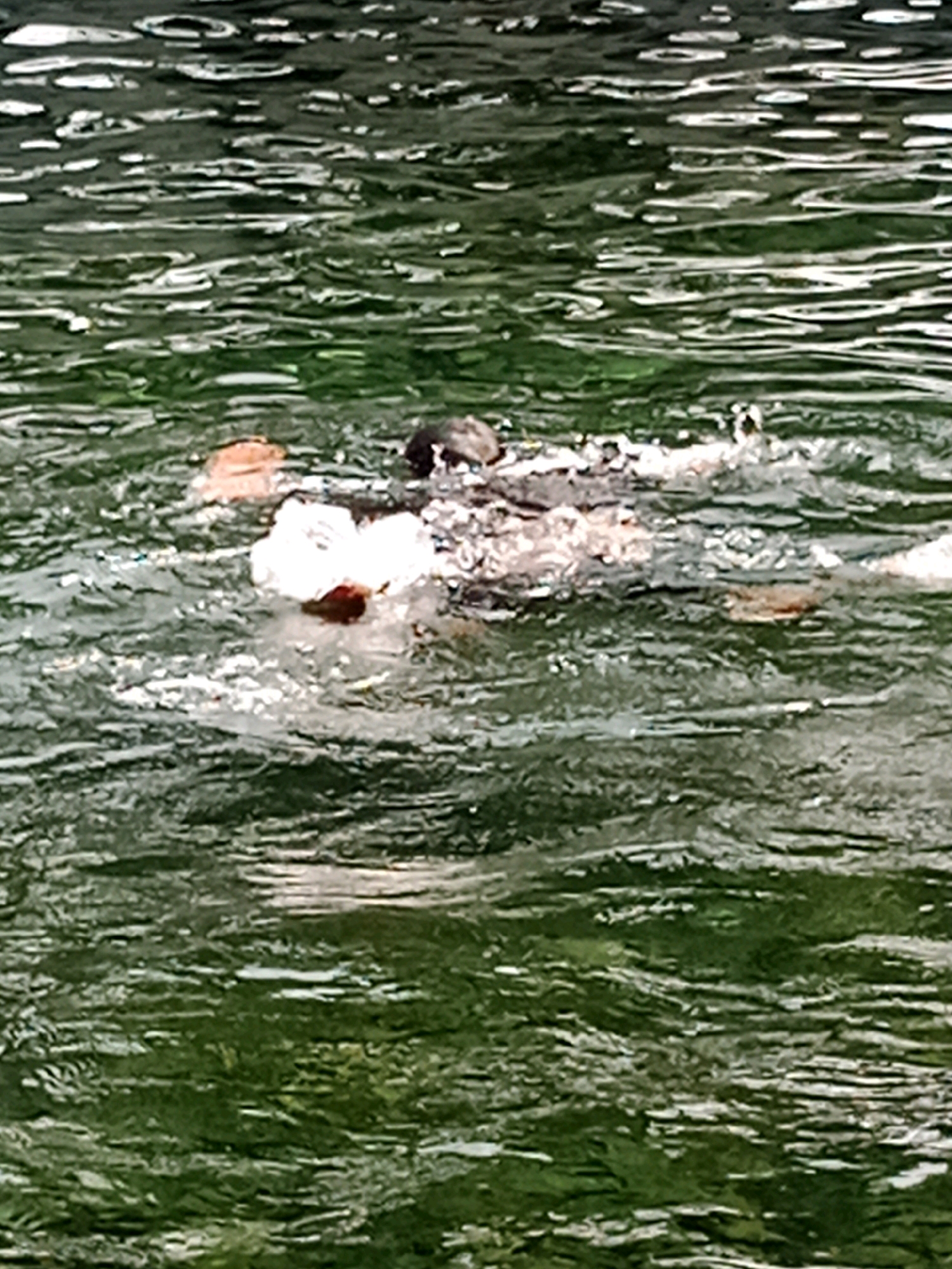 The image shows a person swimming in a body of dark green water with choppy surface textures. The person appears to be partially submerged, with their head and shoulders visible above the water. They are wearing what looks like a dark-colored garment. The water is murky and reflects light in streaks and patterns, indicating movement. There are some lighter colored objects or foam in the water around the swimmer, possibly from their movement. The surrounding environment is not visible, but the water suggests an outdoor setting.
