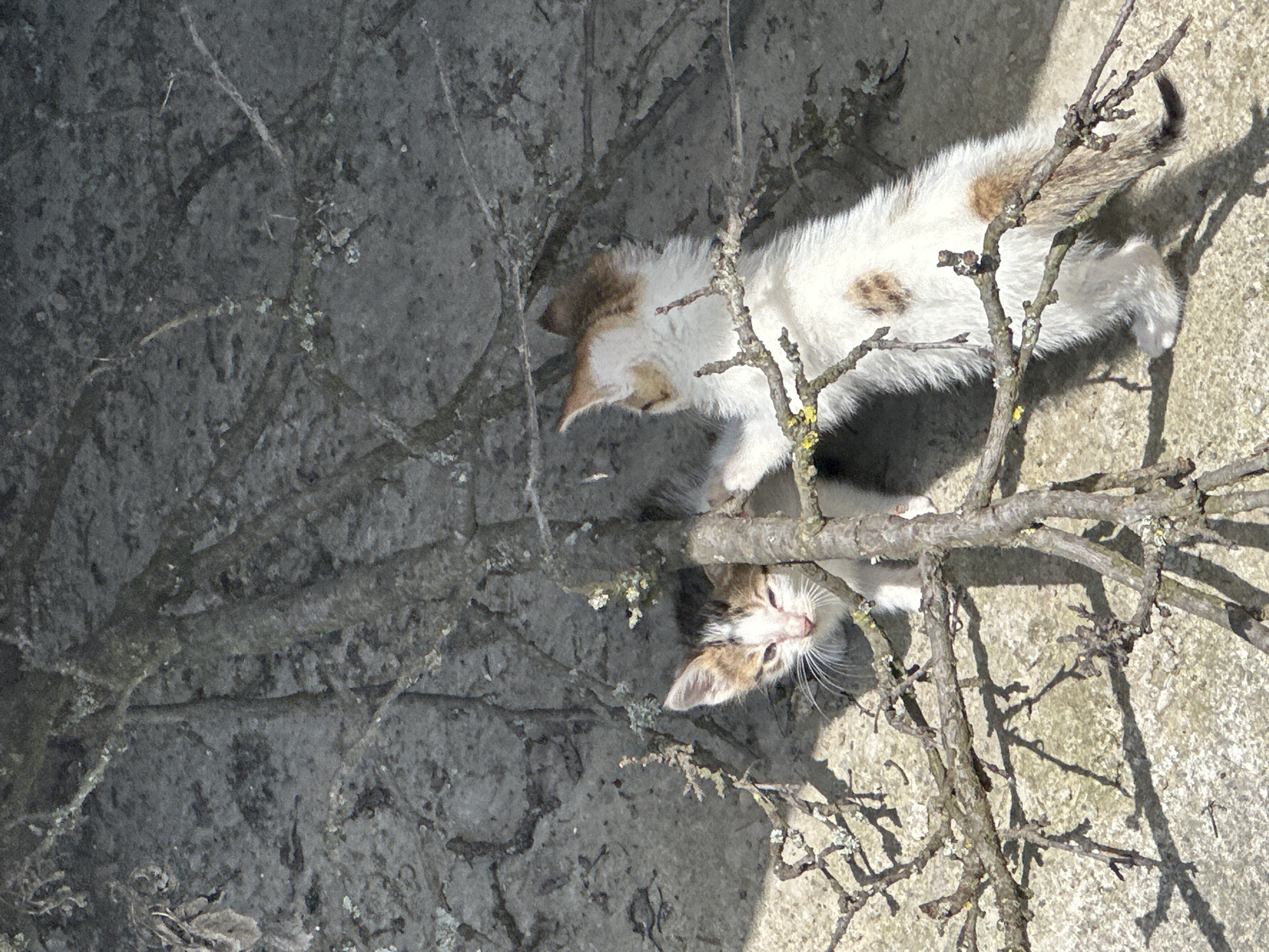 The image shows two kittens amidst dry branches, with a rough, textured stone wall as the background. One kitten, facing left, has white fur with brown and black markings on its head and face, and is partially obscured by branches. Its eyes are slightly narrowed. The second kitten, facing right, is predominantly white with patches of brown fur on its back, tail, and ears. It appears to be interacting with the branches, with its right paw extended. The scene is lit by sunlight, casting shadows from the branches onto the wall and the ground. The environment suggests an outdoor setting, possibly a garden or yard, in Akner, Armenia.