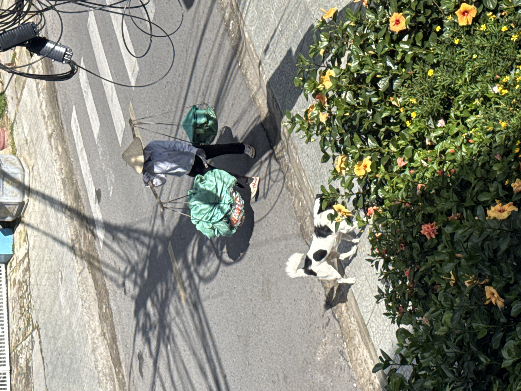 In Da Lat, Vietnam, a person wearing a conical hat walks along a street, carrying two large green bags suspended from a shoulder yoke. The person is dressed in a light-colored long-sleeved shirt and dark pants, with white shoes. A black and white dog stands on a sidewalk to the left, looking towards the person. In the foreground, a dense bush with yellow and pink flowers provides a vibrant contrast to the muted tones of the street. The scene is illuminated by bright sunlight, casting strong shadows from overhead power lines and the person onto the asphalt road. The street appears to be a pedestrian crossing with white stripes.