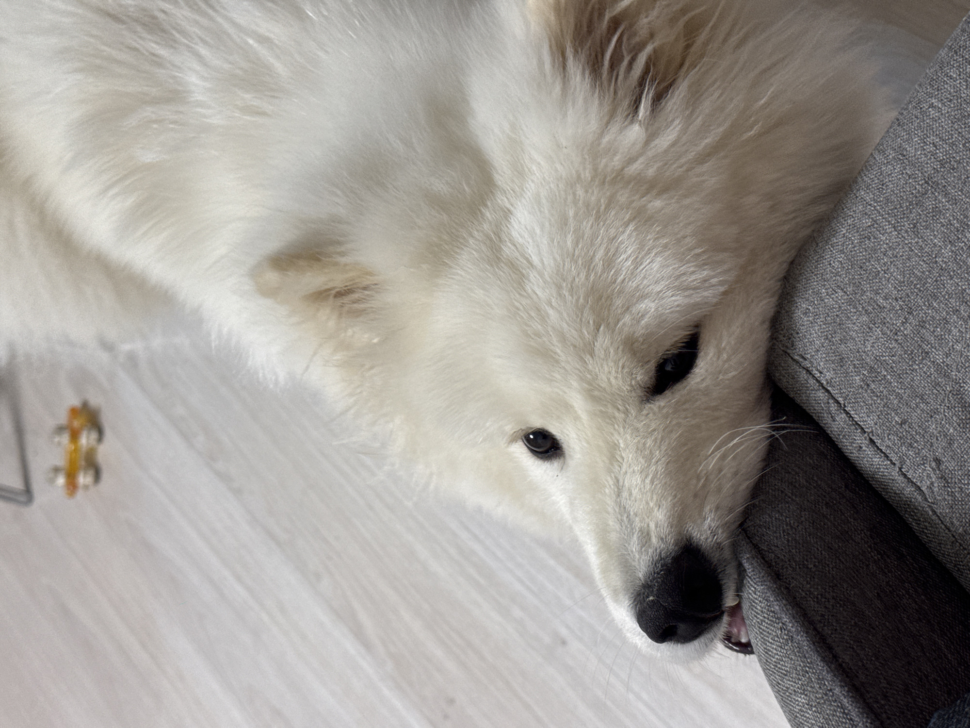 A white Samoyed dog is lying on a light-colored wooden floor, with its head resting on a gray upholstered sofa or chair. The dog's nose is black, and its eyes are dark. A dog toy is on the floor near its head. The scene appears to be indoors, likely a home. The location is not discernible from the image.