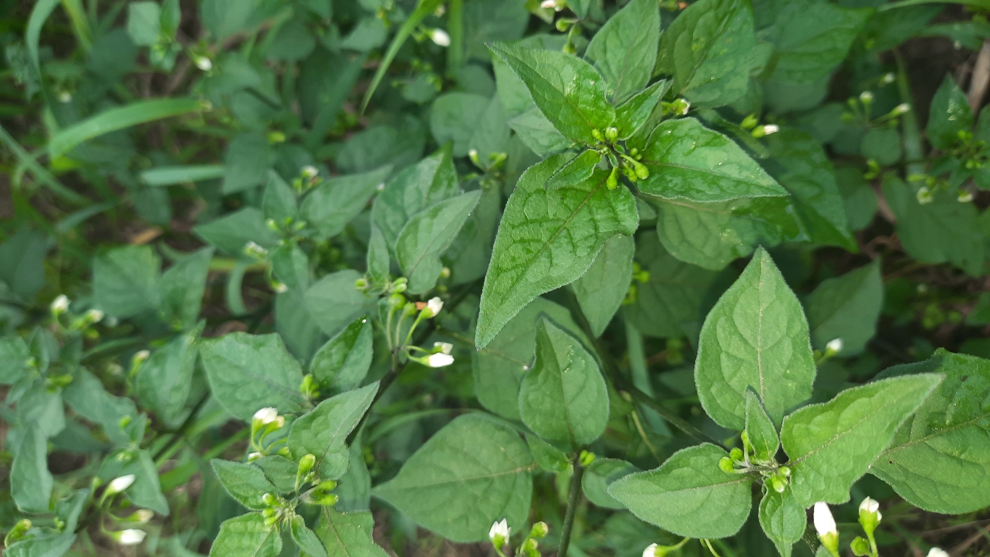 The image shows a close-up of a plant with dark green, ovate leaves and small, white, bell-shaped flowers. The leaves have visible veins and a slightly textured surface. Several small, green buds are also present on the stems. The plant is growing amidst other green foliage and some dry grass, suggesting an outdoor, natural environment. The lighting is diffused, indicating it may be overcast or shaded. The background is blurred, with patches of darker green and brown, suggesting a natural ground cover. There is no indication of human presence or activity in the image. The location in Шклоў, Belarus, is not visually determinable from the image itself.