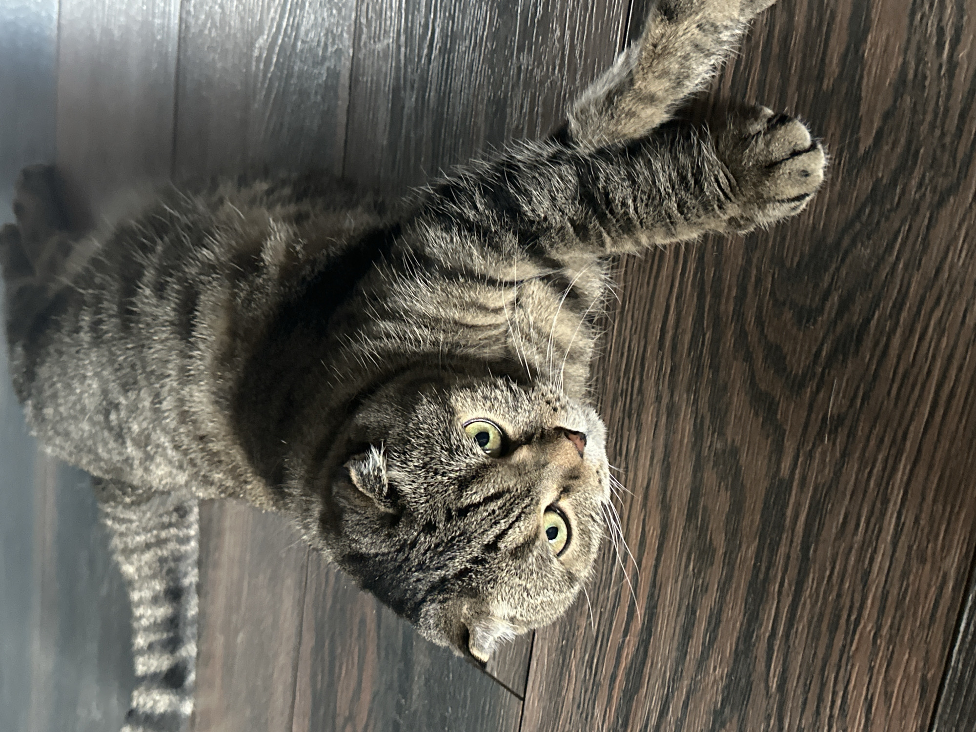 A tabby cat is lying on a wooden floor. The cat is facing the camera with its head tilted to the left. Its ears are folded down. The cat's eyes are open and green. Its body is stretched out. The cat's tail is also stretched out behind it. The floor is made of dark wood planks.