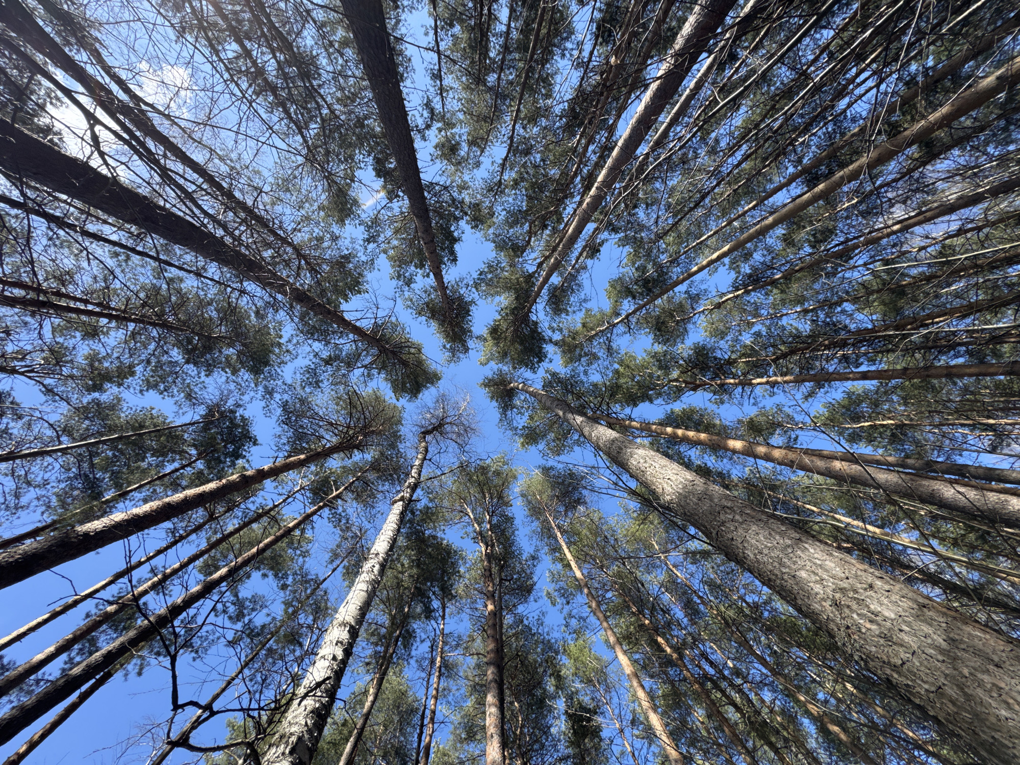 This image captures an upward-facing perspective within a dense forest, located in Chaikovsky, Russia. The primary subjects are numerous tall, slender trees, predominantly coniferous, likely pines, with their trunks and branches extending vertically towards a clear, bright blue sky. The tree trunks, some with textured bark, appear to radiate outwards from the bottom of the frame, converging towards the open expanse of the sky in the center. Their dark green foliage, composed of dense needles, frames the sky, with some bare branches also visible.
No people or specific activities are depicted; the image is a static portrayal of the natural environment. The bright blue sky, devoid of clouds, indicates clear and fair weather during the daytime, likely mid-day given the uniform illumination. The low-angle viewpoint emphasizes the immense height of the trees and creates a sense of being enveloped by the forest. There is no visible text within the image.