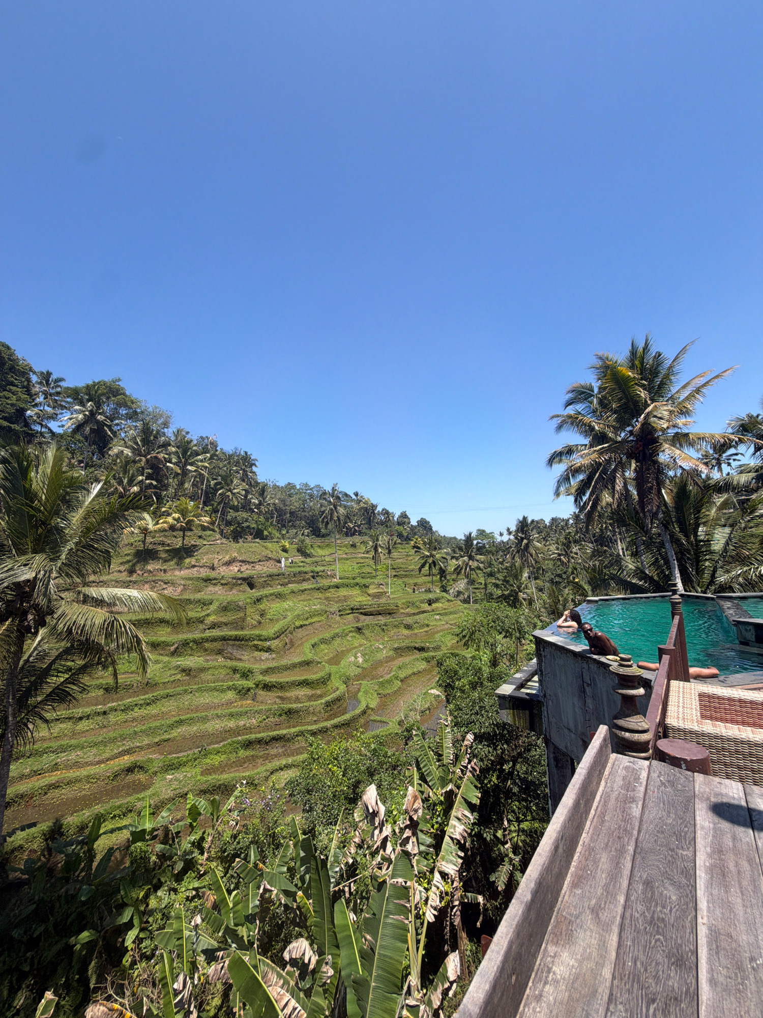 In the city of Tegallalang, Indonesia, a tranquil scene unfolds overlooking lush, terraced rice paddies under a clear blue sky. In the foreground, a wooden deck leads to an infinity pool where two individuals are relaxing. One person is partially submerged, looking towards the camera, while another leans against the pool's edge, gazing into the distance. The pool's vibrant turquoise water contrasts with the surrounding dense tropical foliage, including palm trees and banana plants. Beyond the pool, the verdant rice terraces cascade down the hillside, reflecting the sunlight. Several figures can be seen tending to the fields in the distance, adding a sense of human activity to the serene landscape. The overall atmosphere is one of peaceful immersion in nature, highlighting the beauty of the Indonesian countryside and its traditional agricultural practices.