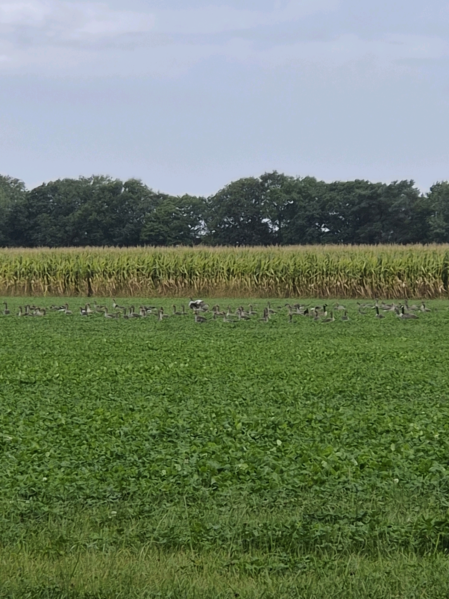 This is a full shot photograph of a flock of geese in a green field, with a cornfield and trees in the background under a cloudy sky. The image appears to have been taken in Schiffdorf, Germany, based on the provided context of its location. In the foreground, a densely planted green field is visible. In the middle ground, a flock of Canada geese is spread across the field, some grazing, some standing. One goose in the center appears to be a stork. The background consists of a tall cornfield, followed by a line of dense green trees that form the horizon. The sky is overcast with diffused light.