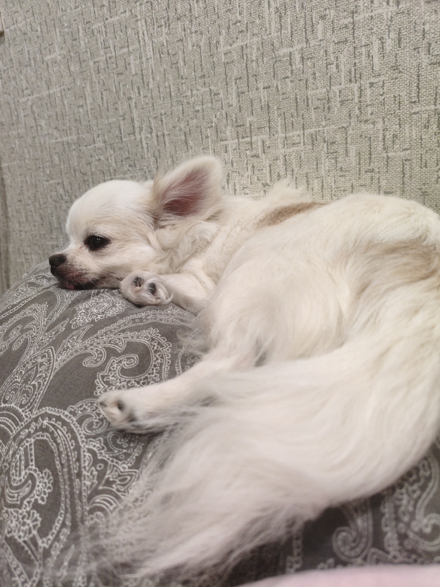 A small, long-haired, white chihuahua dog with tan markings is curled up and sleeping on a grey patterned pillow. The dog is facing left, with its head resting on its paw and its tongue slightly sticking out. The background is a textured, light-colored wall. The scene is indoors, and it is not possible to determine the specific location within the city of Chelyabinsk, Russia.