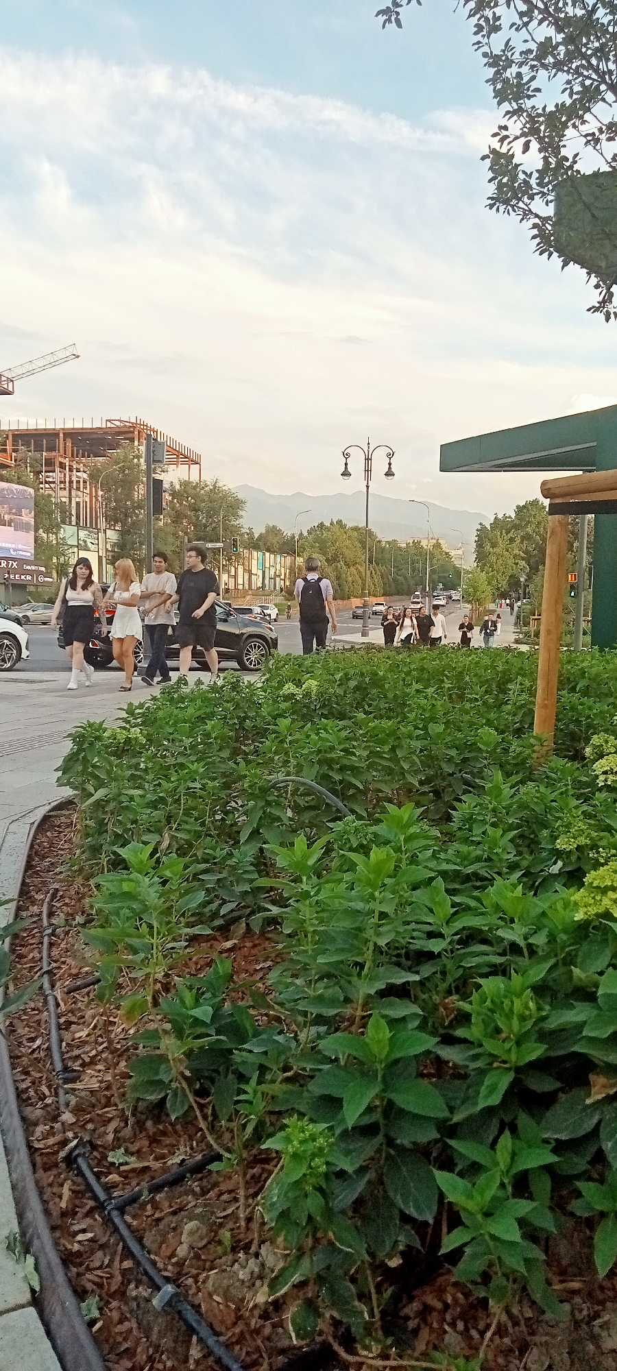 The image depicts a street scene in Almaty, Kazakhstan, likely during daytime with overcast skies. In the foreground, a well-maintained garden bed with lush green plants and visible mulch is bordered by a paved walkway. A black irrigation pipe snakes through the mulch.
Moving further into the scene, a group of four young people is walking on the sidewalk. From left to right, the first person is a woman with dark hair wearing a white top and a black skirt. Next to her is a woman with blonde hair wearing a white top and a white skirt. Behind them walks a man in a light-colored short-sleeved shirt and dark pants. The last person in this group is a man wearing a black short-sleeved shirt and black shorts.
Across the street, a black car is parked or moving slowly, and behind it, several other vehicles are visible on the road. Further down the street, more people are walking, some of them appearing to be in a group. A traffic light is visible on a pole, showing a green light. The background features trees, buildings under construction with visible scaffolding and cranes, and distant mountains. A decorative lamppost with two lights stands on the sidewalk. The overall impression is of an urban environment with ongoing development and pedestrian activity.