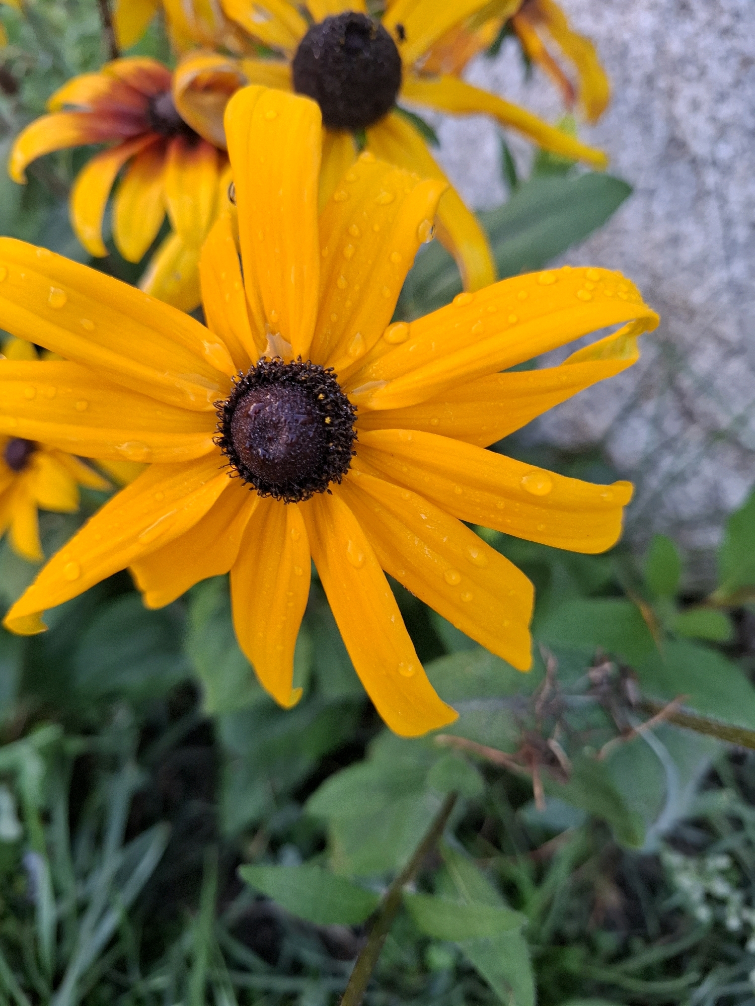 A close-up, eye-level, outdoor shot focuses on a bright orange Black-Eyed Susan flower in full bloom. The flower's dark brown center is surrounded by elongated, vibrant orange petals that are speckled with water droplets. In the background, out of focus, are more Black-Eyed Susan flowers and green foliage, with a light-colored, textured surface, possibly a stone wall, visible on the right. The lighting suggests it is daytime.