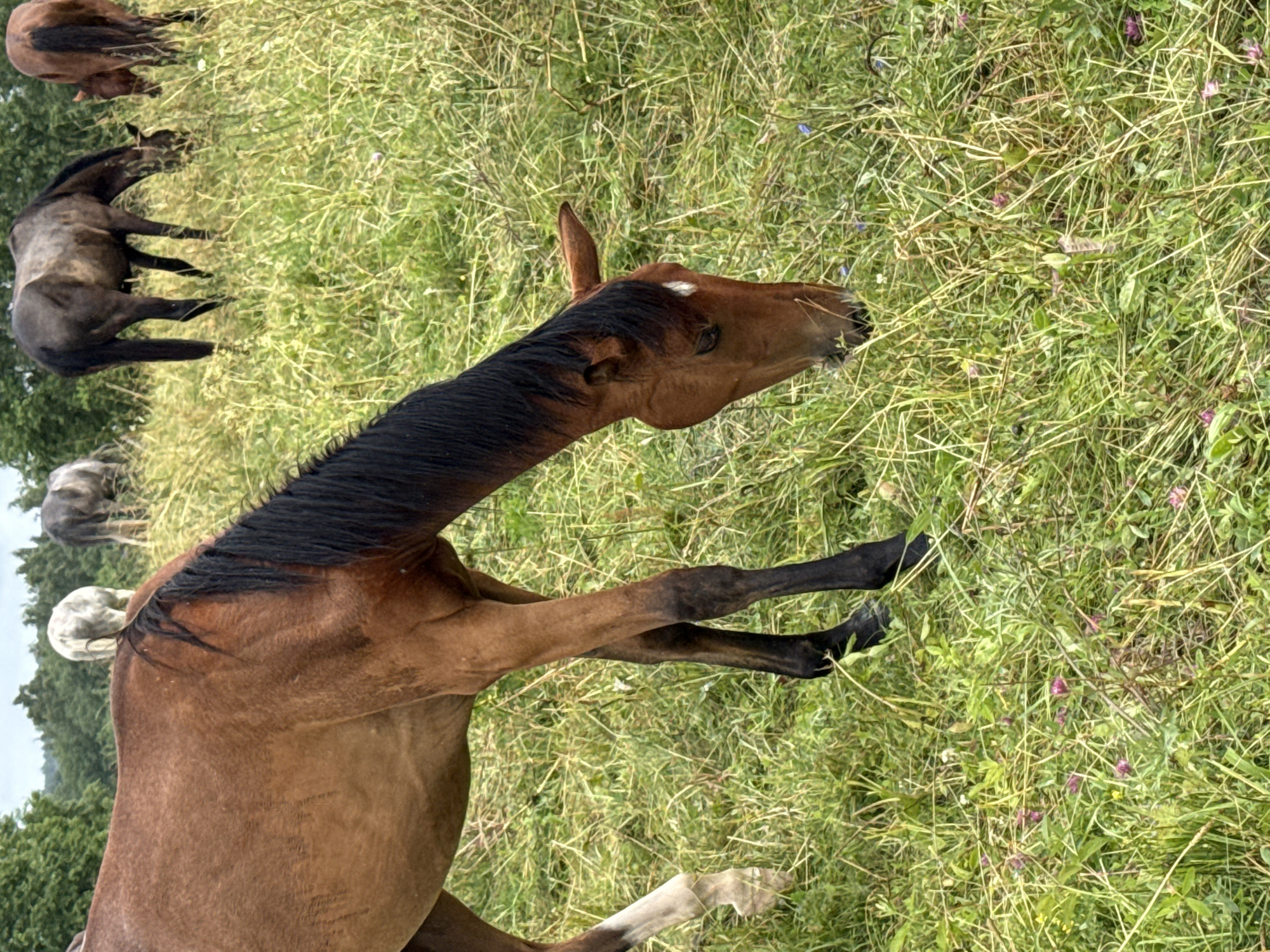 The image shows a brown horse grazing in a grassy field. The horse is in the foreground, facing towards the right of the frame, with its head lowered to the ground. Its mane is black and hangs down its neck. The horse has a white marking on its forehead. In the background, there are other horses, some of which are lighter in color. The environment appears to be rural, with trees visible in the distance and the sky overcast. The location is identified as Galinė, Lithuania.