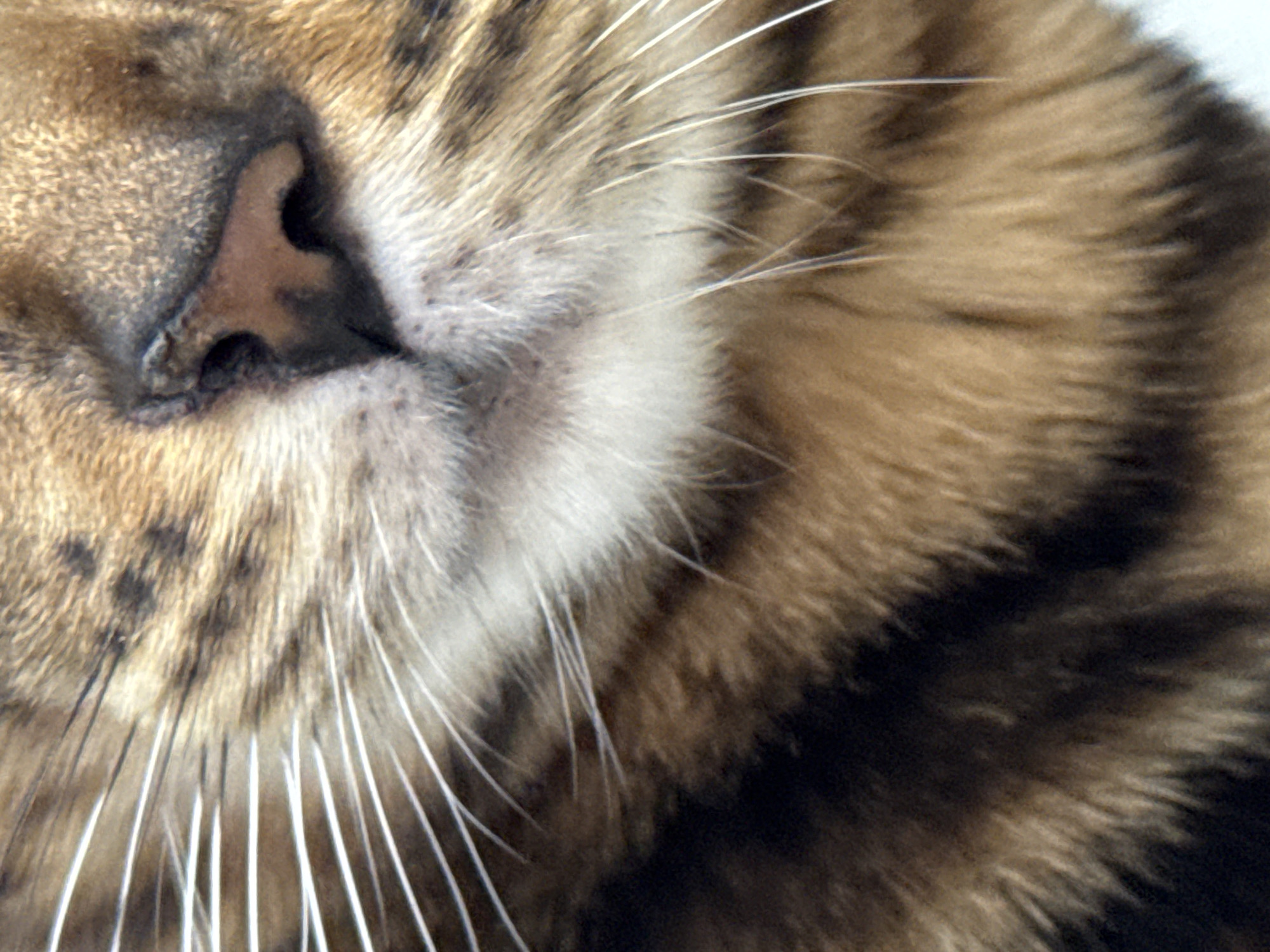 A close-up photograph shows the face of a cat, specifically the nose, mouth, and whiskers. The cat has brown and black striped fur. The nose is pinkish-brown with a textured surface. Long, white whiskers extend outwards from the mouth area. The location is Unknown, Unknown.