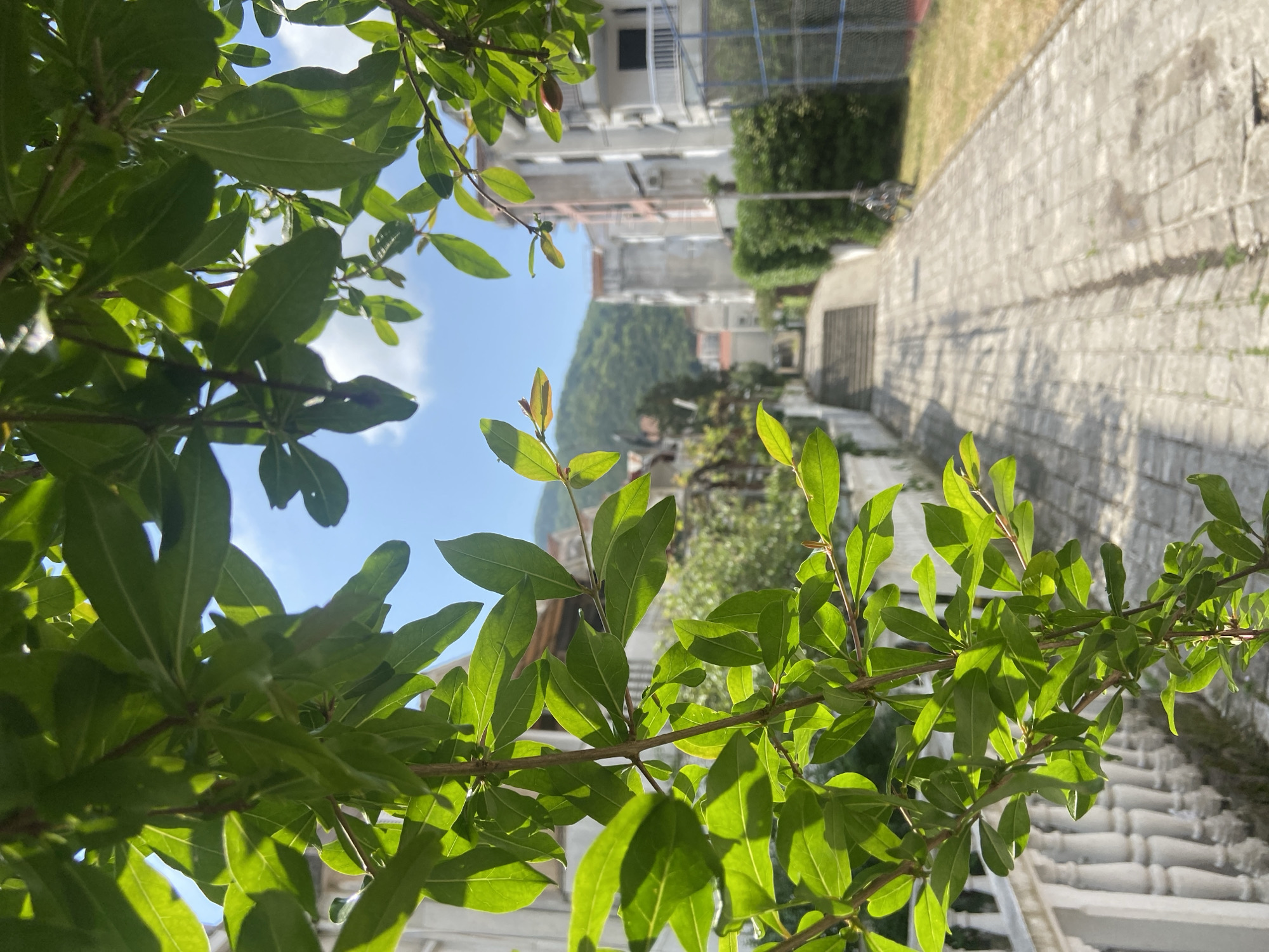 The image, oriented correctly (rotated 90 degrees clockwise from the original), presents a vibrant outdoor scene on a sunny day, likely in Budva, Montenegro. Lush, green foliage dominates the foreground, with numerous leaves and branches filling the frame. The leaves, some displaying new reddish growth, are brightly lit by direct sunlight, creating strong highlights and shadows that emphasize their texture and translucency.
Through gaps in the foreground greenery, a clear blue sky with scattered white clouds is visible. In the midground and background, an urban landscape unfolds. Several light-colored, multi-story buildings, possibly residential or hotels, are seen with visible windows and balconies. A large, green, tree-covered mountain rises prominently in the distance, providing a natural backdrop to the man-made structures.
To the right of the frame, a textured stone path or set of steps, bordered by what appears to be a white balustrade or railing, extends into the scene. A stone wall, consistent with the path's construction, is also visible. The bright sunlight indicates it is daytime, and the overall atmosphere is peaceful and serene, showcasing a blend of natural beauty and urban development. There is no visible text or identifiable human activity in the image.