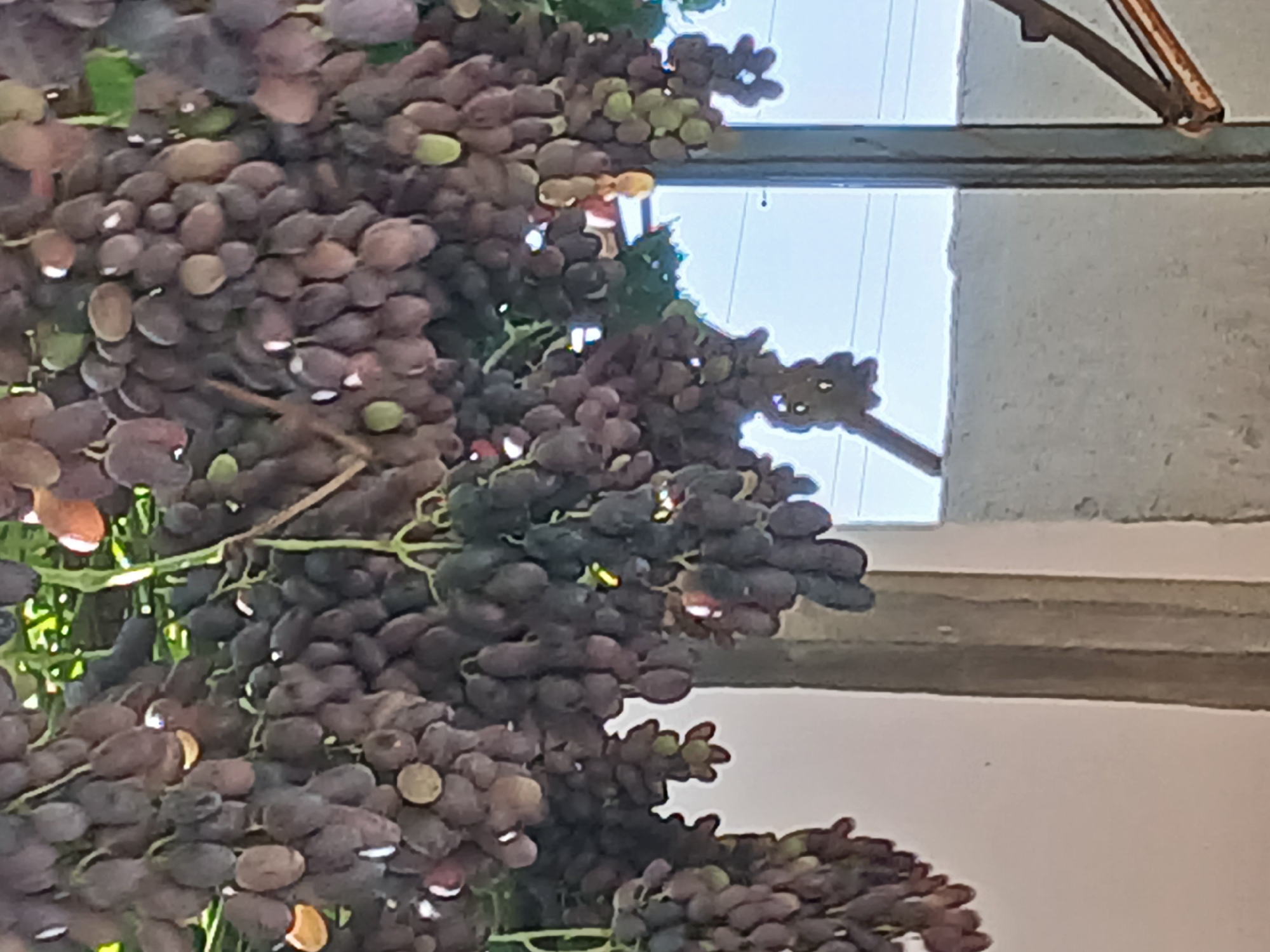 In Yangiarab, Uzbekistan, a close-up shot captures a cluster of dark grapes hanging from a vine. The grapes are a deep purple hue with some appearing slightly lighter or with a greenish tinge, indicating varying ripeness. Sunlight highlights some of the individual grapes, creating small glints of light on their surfaces. In the background, a light-colored wall and a metal pole are visible, suggesting an outdoor setting, possibly a garden or vineyard. The overall impression is one of ripe fruit ready for harvest.