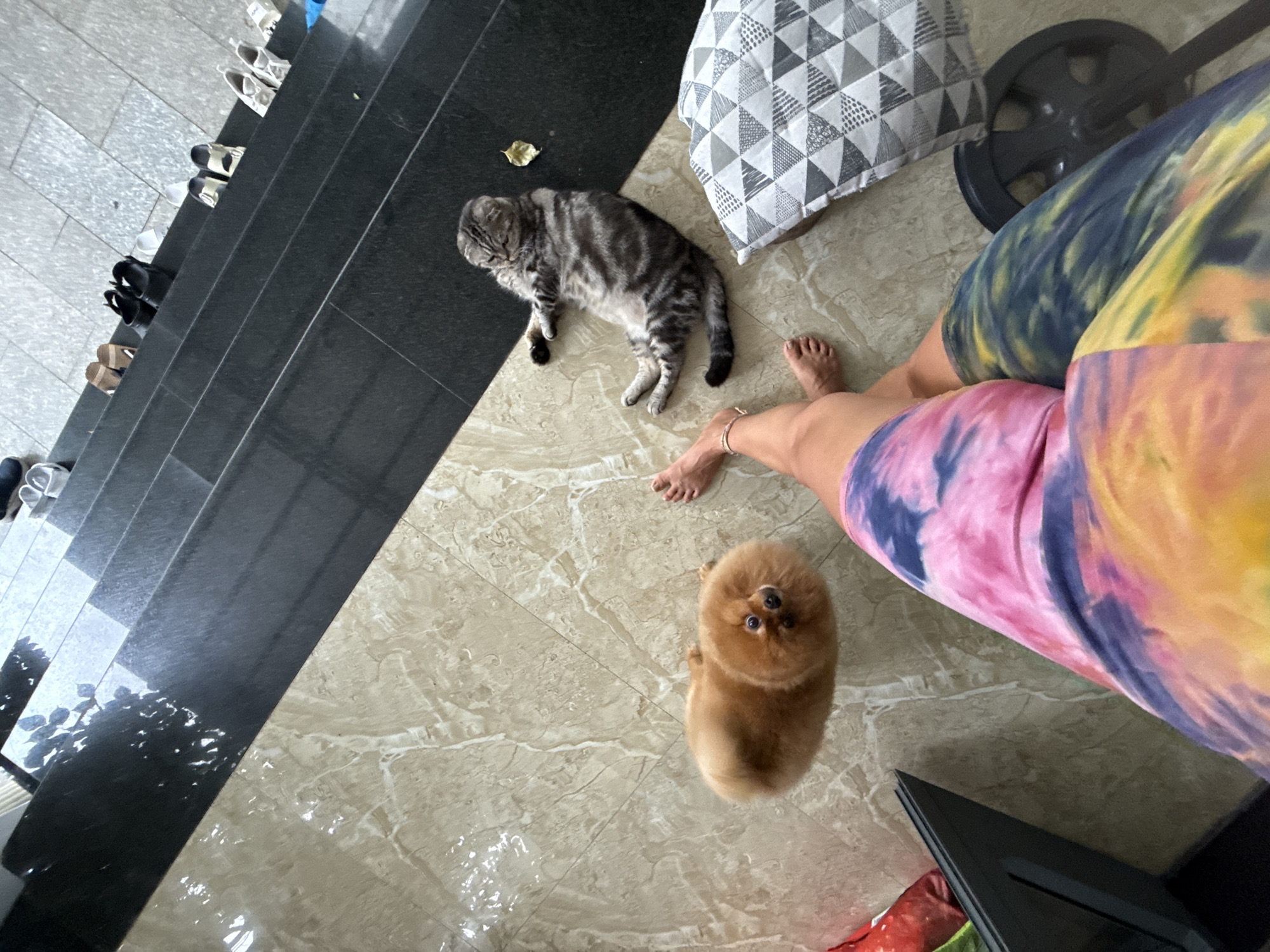 The media file displays a domestic scene featuring two pets and a person's legs. A grey tabby cat is lying on a tiled floor, appearing relaxed. Nearby, a fluffy brown Pomeranian dog is sitting upright, looking up towards the camera. The legs of a person wearing colorful tie-dye shorts are visible, indicating their presence in the scene.
The setting appears to be an indoor or covered outdoor area with a transition from dark, reflective stairs to lighter, patterned floor tiles. The floor in the foreground shows some wet patches, possibly due to recent cleaning or spillage. In the background, a patterned cushion and a dark, circular object, possibly a weight plate, are visible. A collection of shoes is neatly arranged on the dark stairs, suggesting an entryway or storage area.
The lighting suggests daytime, and the overall atmosphere seems casual and relaxed, typical of a home environment. The image captures a moment of everyday life with pets. There is no visible text in the media file. The location context of Nha Trang, Vietnam, might imply a warm climate, consistent with the casual attire.