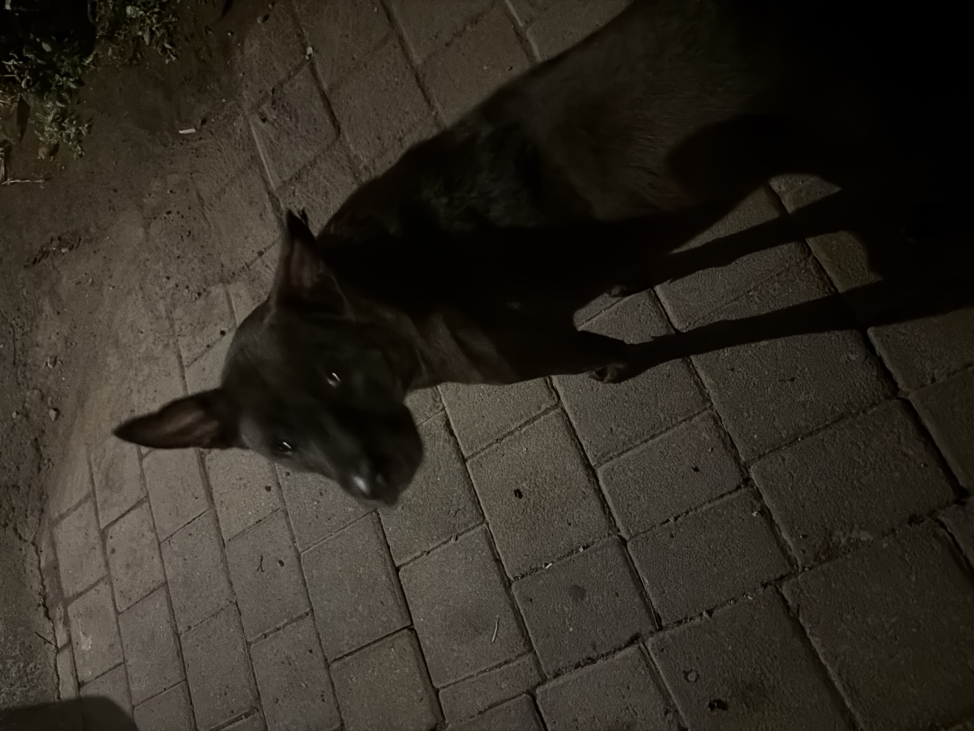 The image captures a medium-sized black dog standing on a paved pathway at night. The dog is mostly in shadow, with its head turned slightly to the left, revealing its face and one ear pointed upwards. The pathway is made of rectangular grey paving stones. To the right of the pathway, there is an area of dirt with some low-lying green vegetation. The lighting suggests it is nighttime, with shadows cast by the dog and an unseen light source. The location is described as North Kuta, Indonesia.